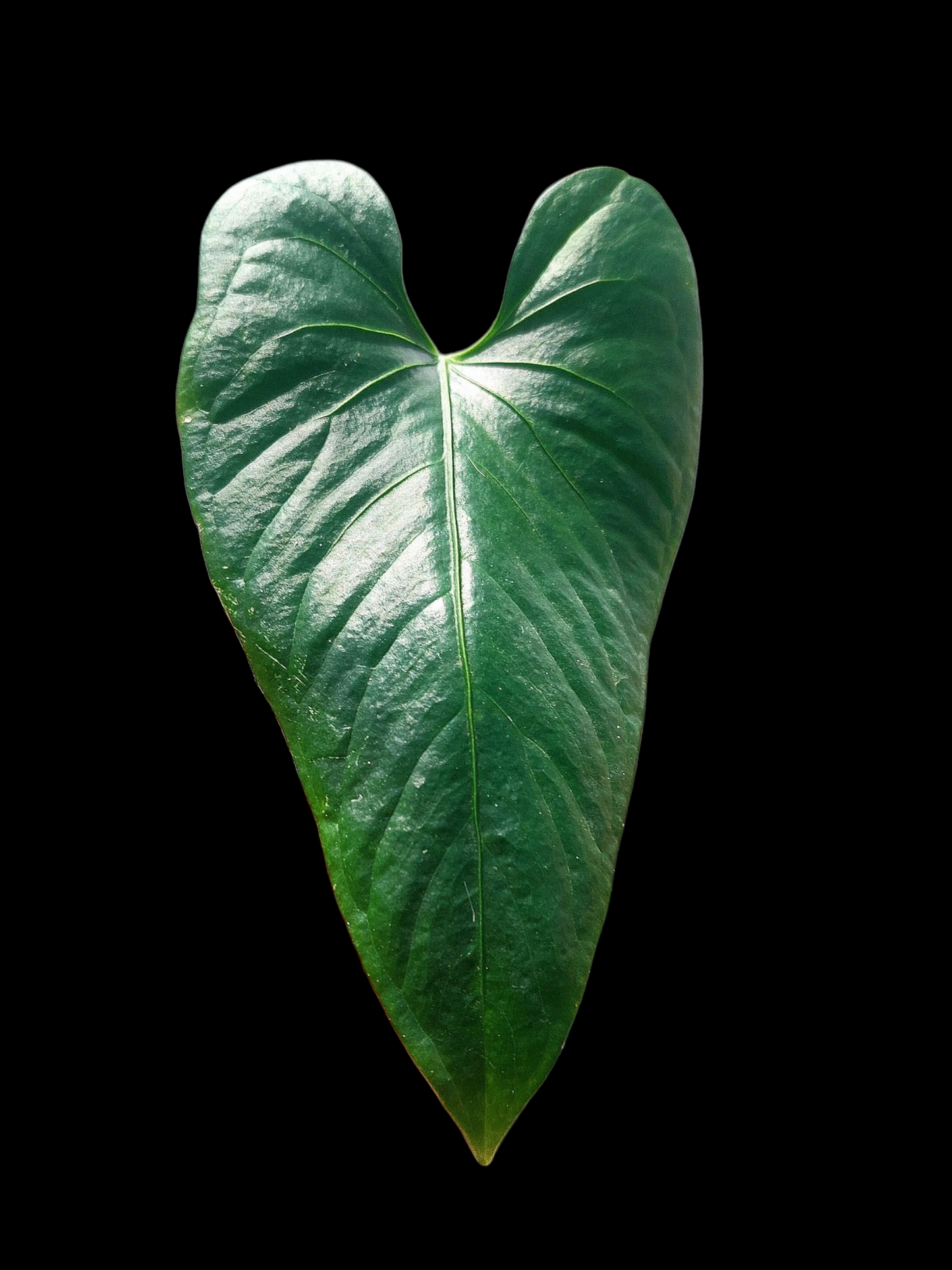 Anthurium sp. 'Cachiyacu' (EXACT PLANT)