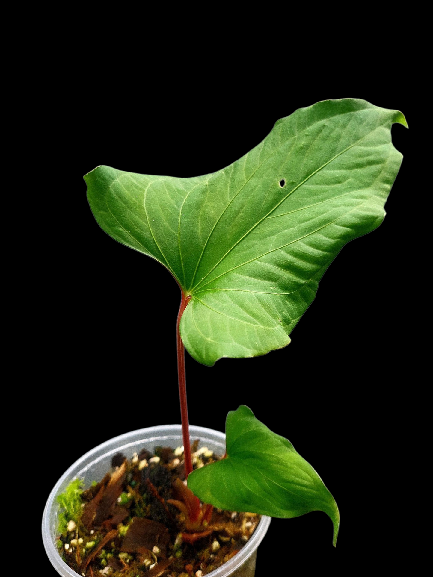 Anthurium sp. "Kunayala Glow" Red Petiole Wild Ecotype (EXACT PLANT)