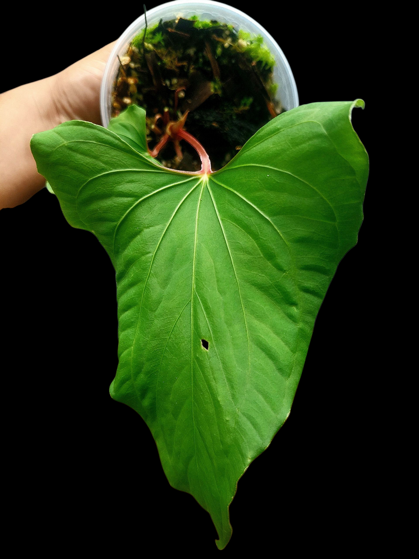 Anthurium sp. "Kunayala Glow" Red Petiole Wild Ecotype (EXACT PLANT)