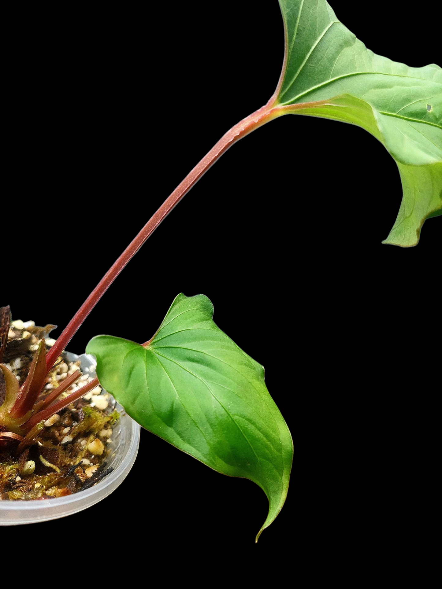 Anthurium sp. "Kunayala Glow" Red Petiole Wild Ecotype (EXACT PLANT)