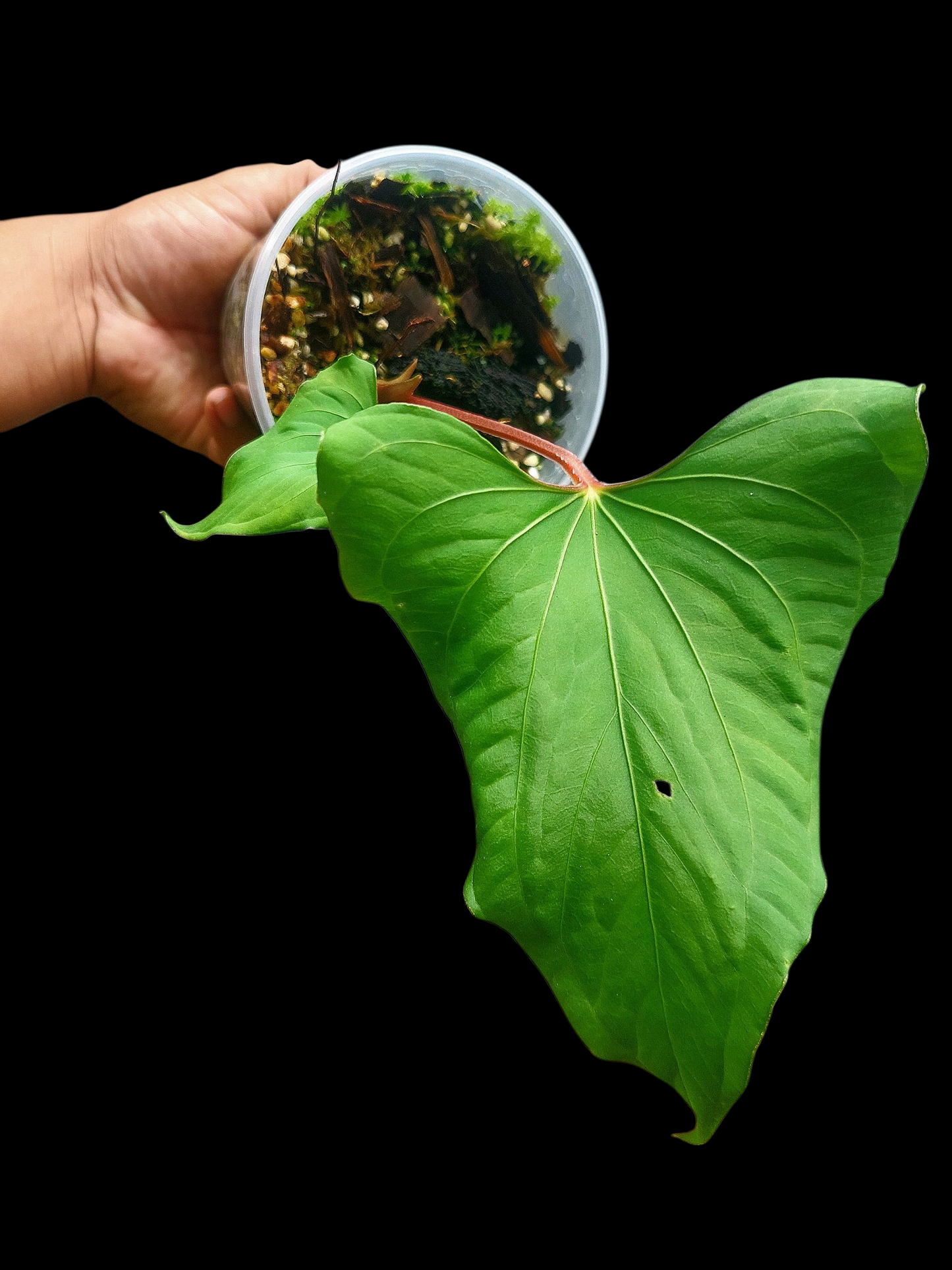 Anthurium sp. "Kunayala Glow" Red Petiole Wild Ecotype (EXACT PLANT)