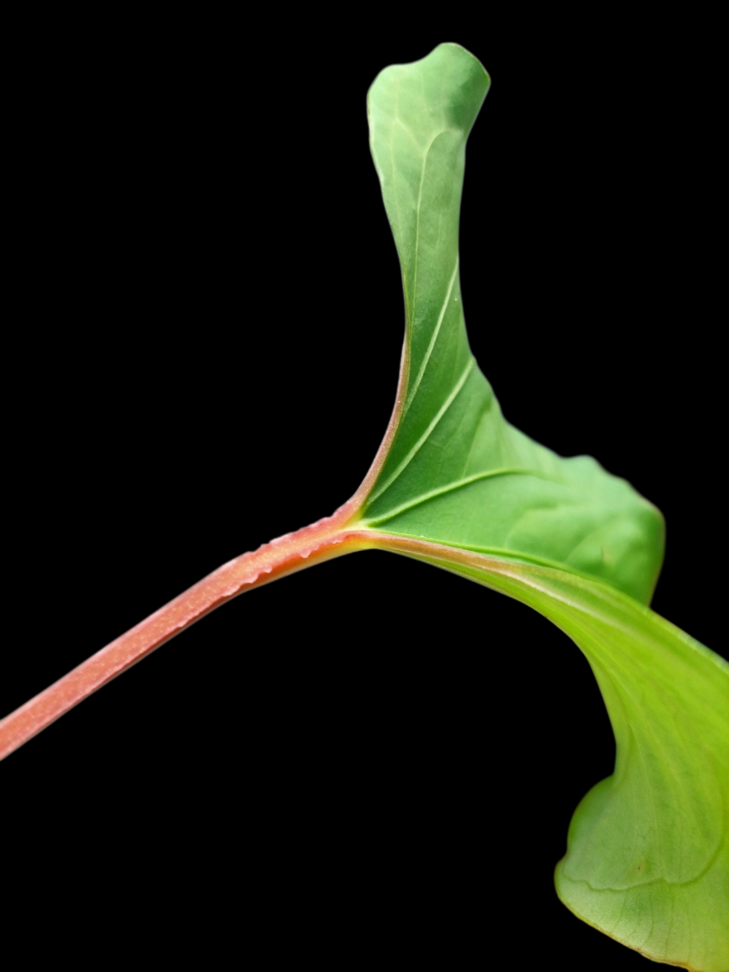 Anthurium sp. "Kunayala Glow" Red Petiole Wild Ecotype (EXACT PLANT)
