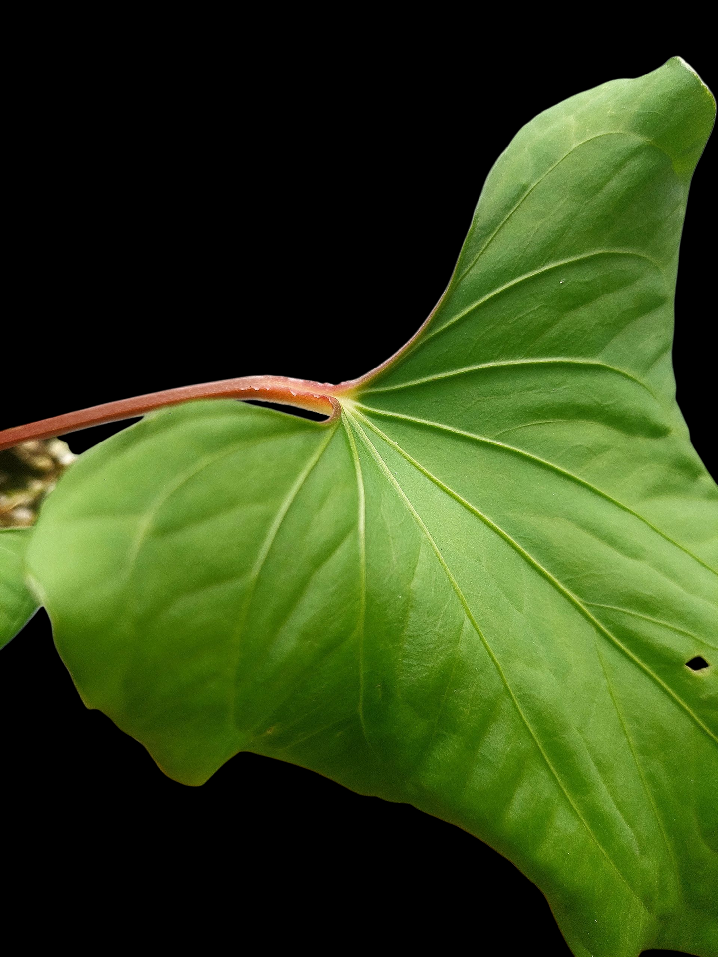Anthurium sp. "Kunayala Glow" Red Petiole Wild Ecotype (EXACT PLANT)