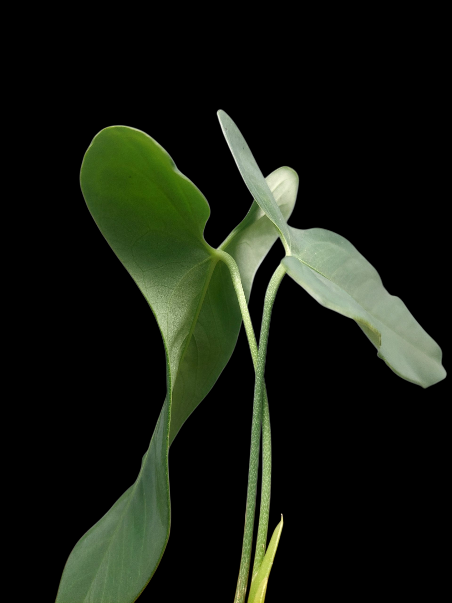 Anthurium Argyrostachyum 'Velvety' 2 Leaves Wild Ecotype (EXACT PLANT)