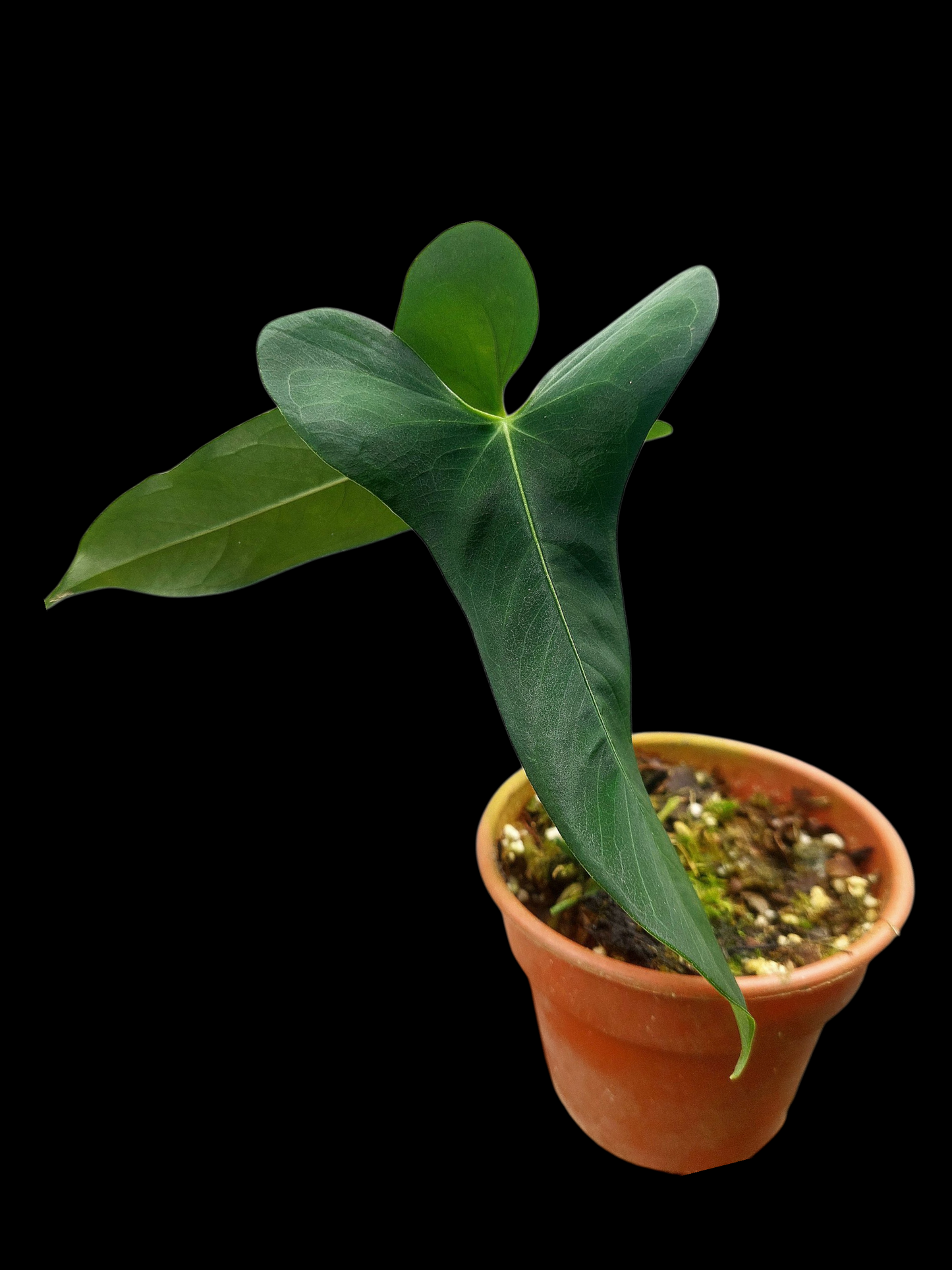 Anthurium Argyrostachyum 'Velvety' 2 Leaves Wild Ecotype (EXACT PLANT)