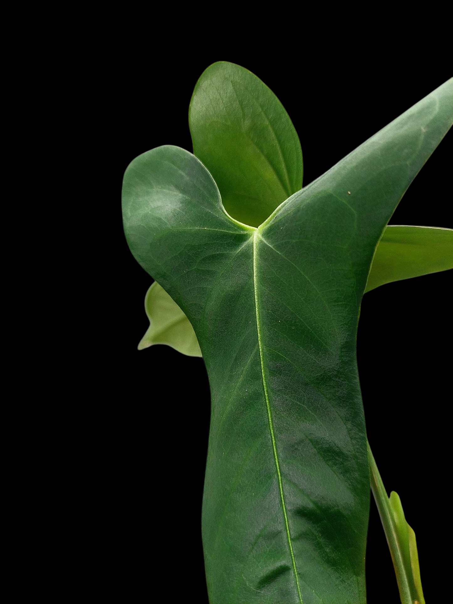 Anthurium Argyrostachyum 'Velvety' 2 Leaves Wild Ecotype (EXACT PLANT)