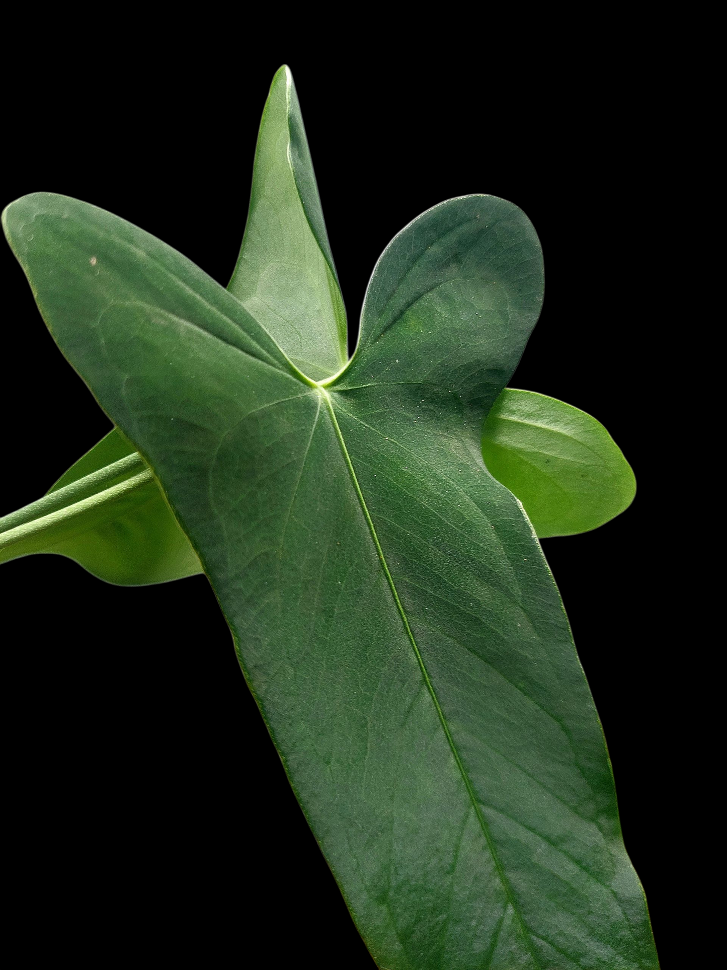 Anthurium Argyrostachyum 'Velvety' 2 Leaves Wild Ecotype (EXACT PLANT)