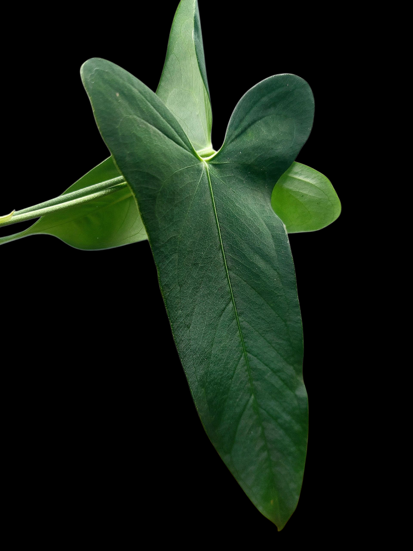 Anthurium Argyrostachyum 'Velvety' 2 Leaves Wild Ecotype (EXACT PLANT)