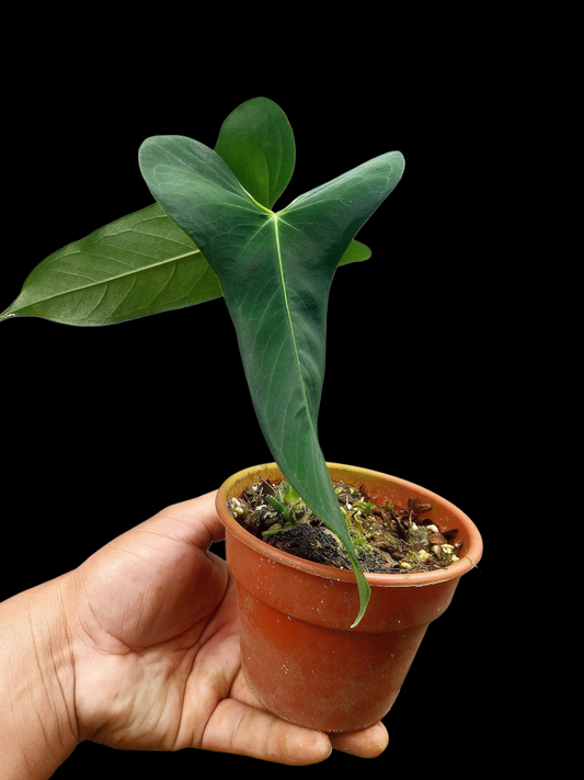 Anthurium Argyrostachyum 'Velvety' 2 Leaves Wild Ecotype (EXACT PLANT)