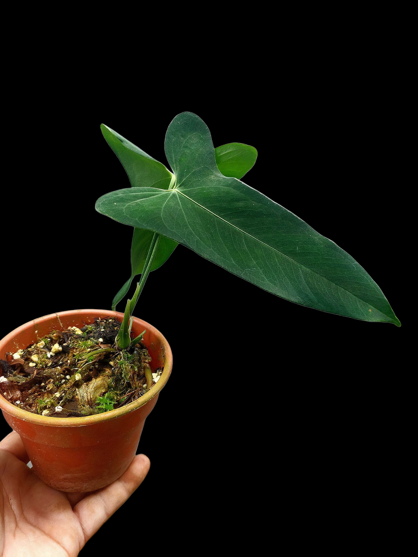 Anthurium Argyrostachyum 'Velvety' 2 Leaves Wild Ecotype (EXACT PLANT)