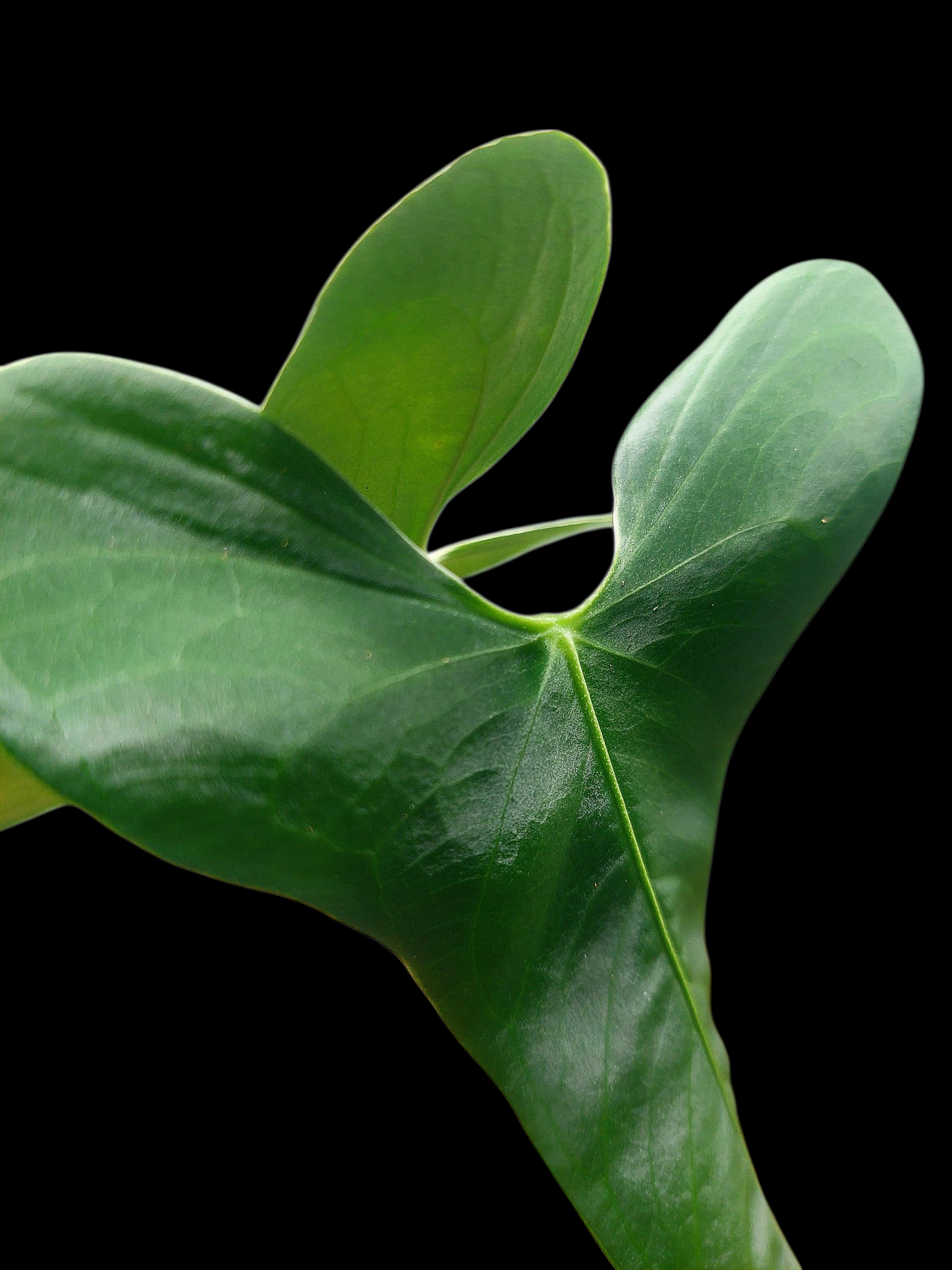 Anthurium Argyrostachyum 'Velvety' 2 Leaves Wild Ecotype (EXACT PLANT)