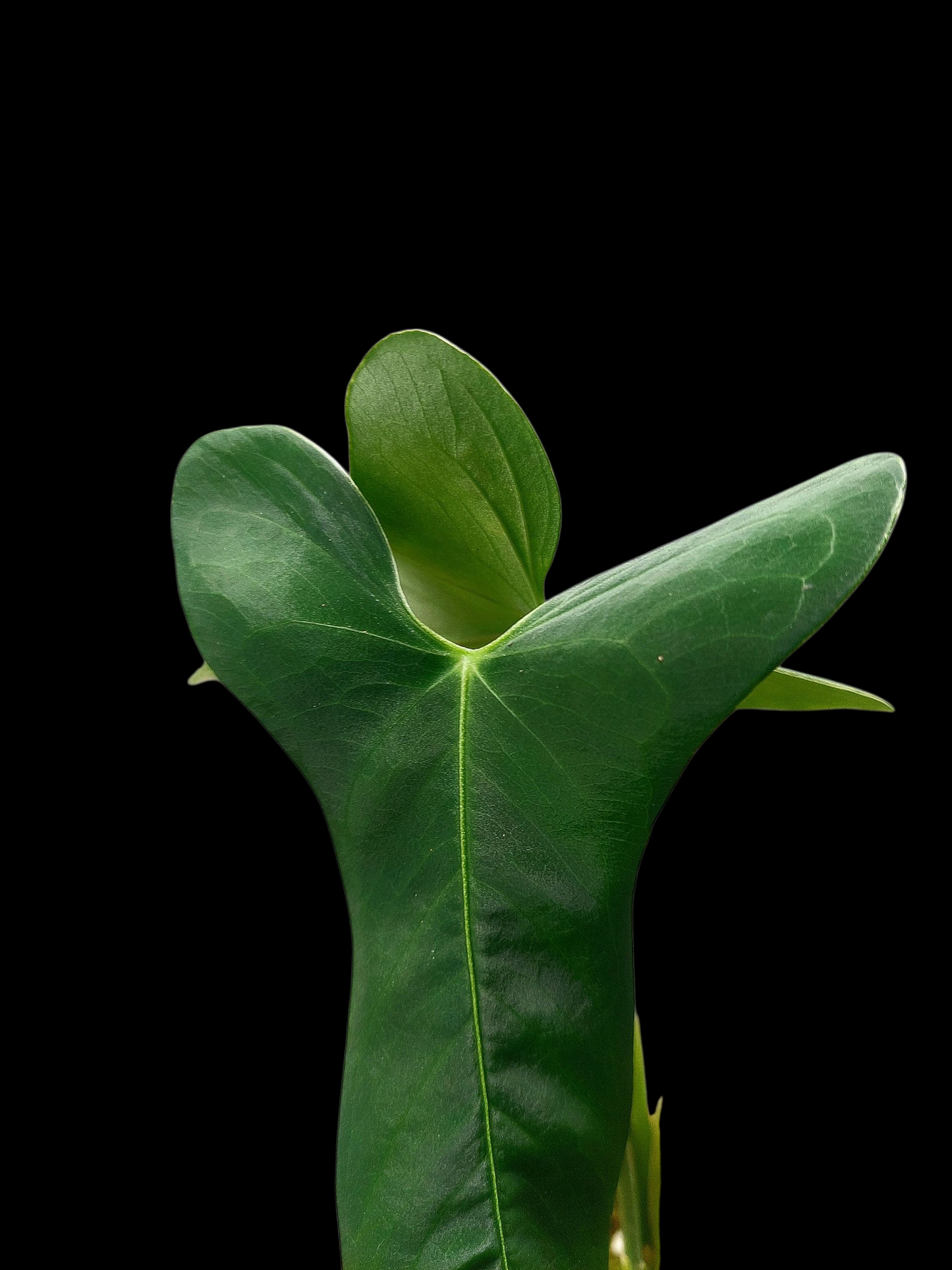 Anthurium Argyrostachyum 'Velvety' 2 Leaves Wild Ecotype (EXACT PLANT)