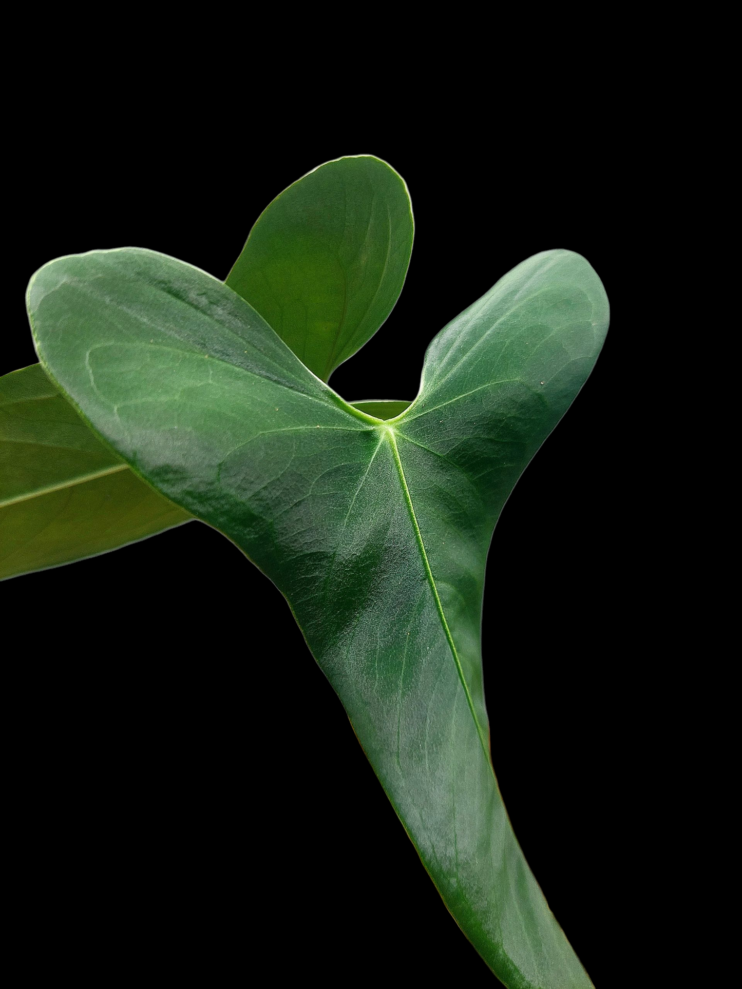 Anthurium Argyrostachyum 'Velvety' 2 Leaves Wild Ecotype (EXACT PLANT)