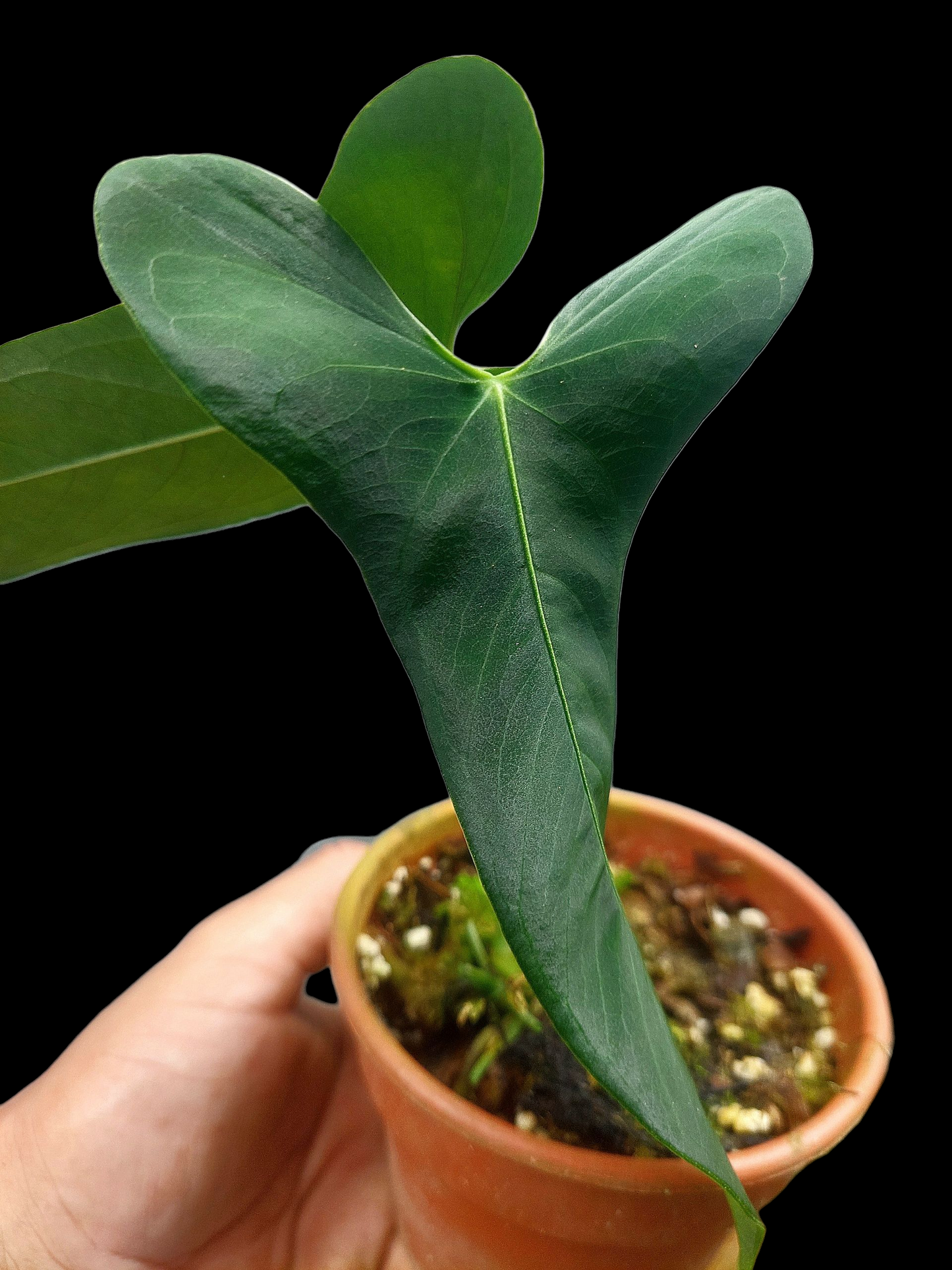 Anthurium Argyrostachyum 'Velvety' 2 Leaves Wild Ecotype (EXACT PLANT)