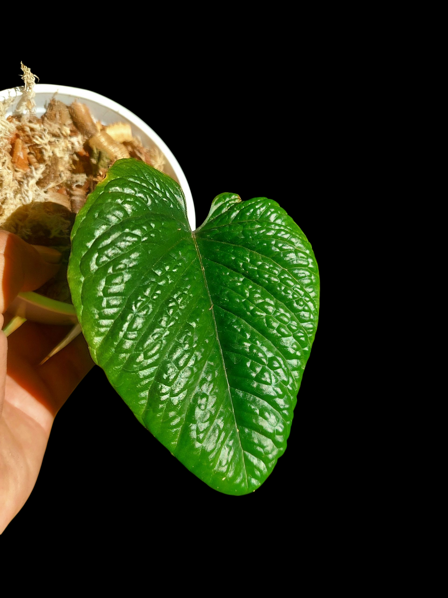 Anthurium Nutibarense Wild Ecotype (EXACT PLANT)