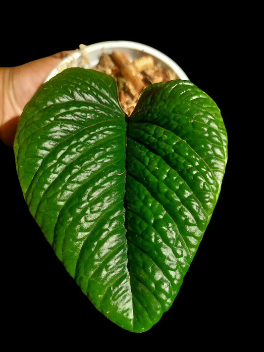 Anthurium Nutibarense Wild Ecotype (EXACT PLANT)