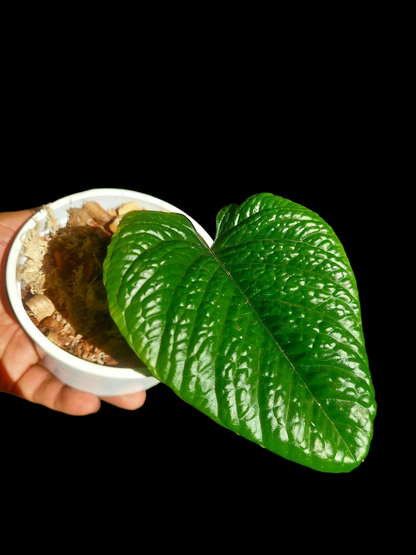 Anthurium Nutibarense Wild Ecotype (EXACT PLANT)