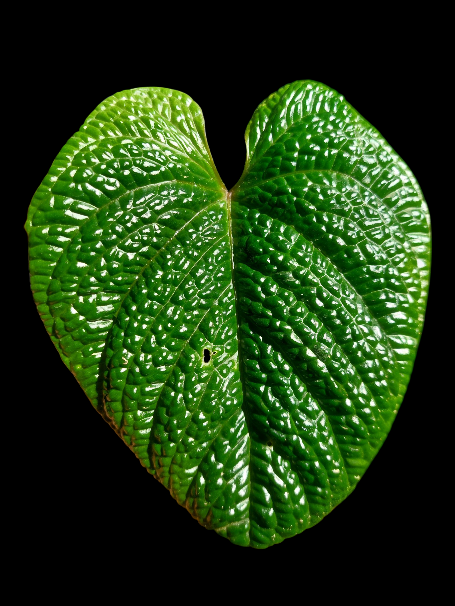 Anthurium Nutibarense Wild Ecotype (EXACT PLANT)