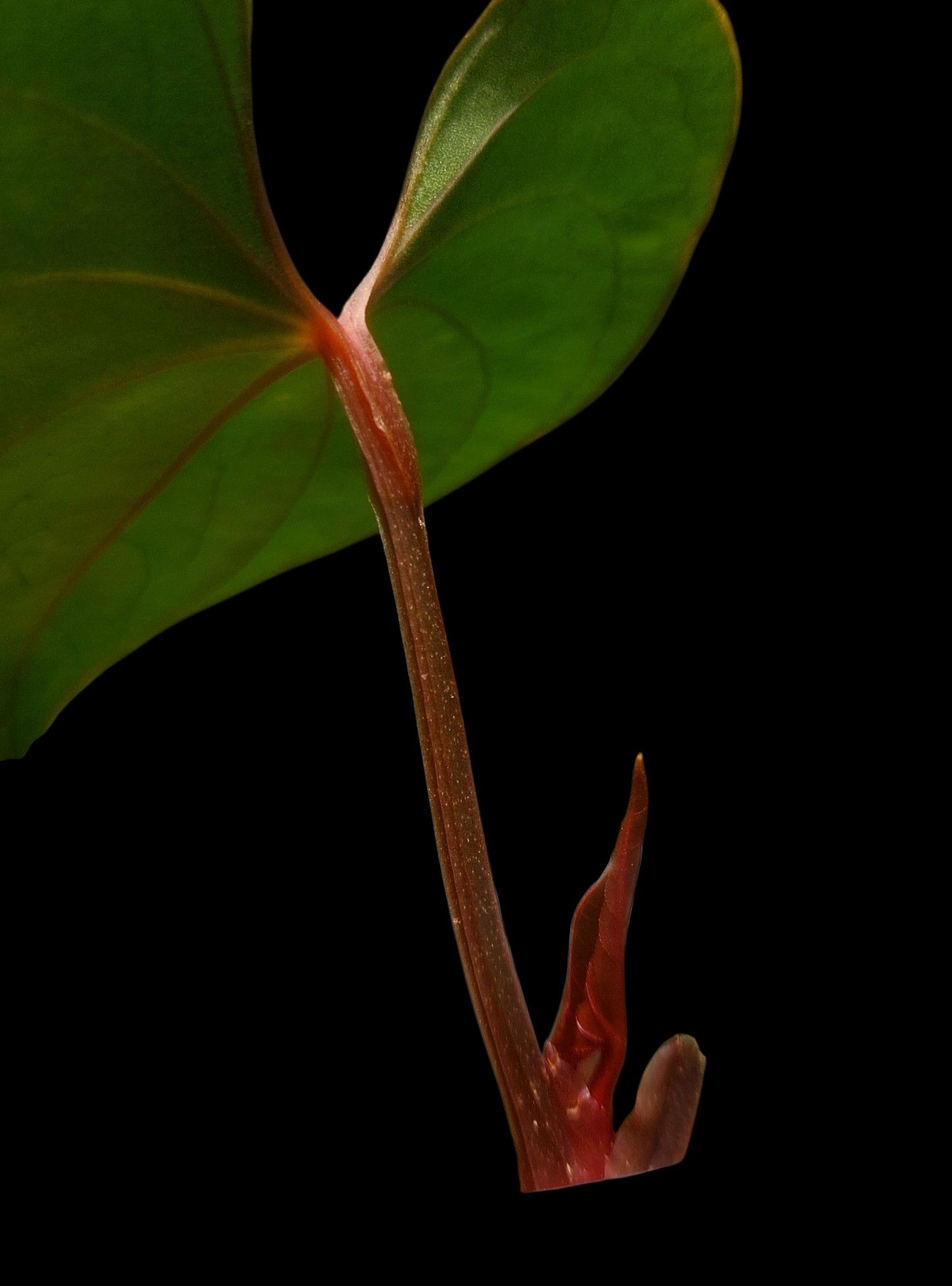 Anthurium sp. 'Huanuco Dark Velvet' Small Plant (EXACT PLANT)