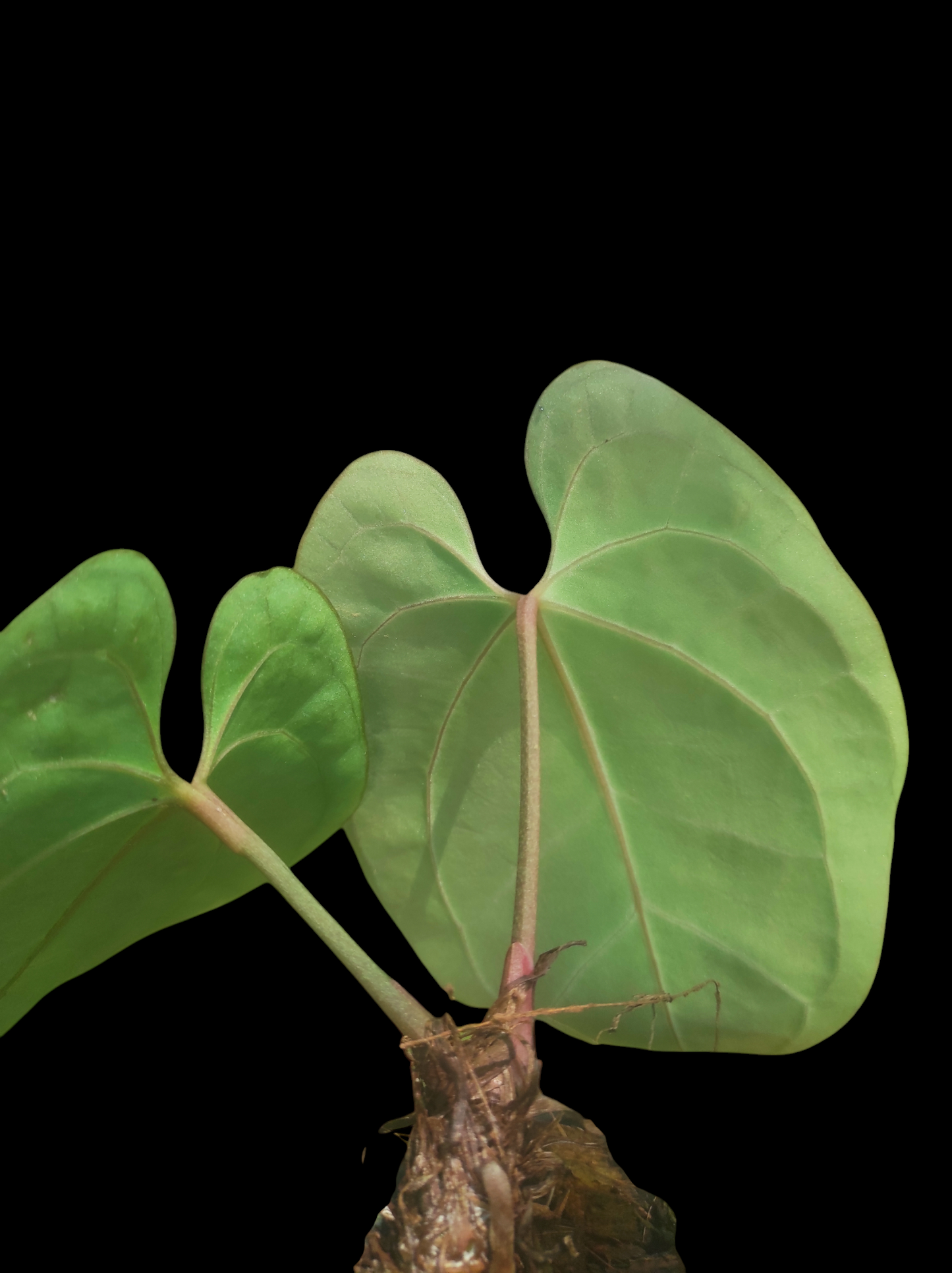 Anthurium besseae aff 2 leaves