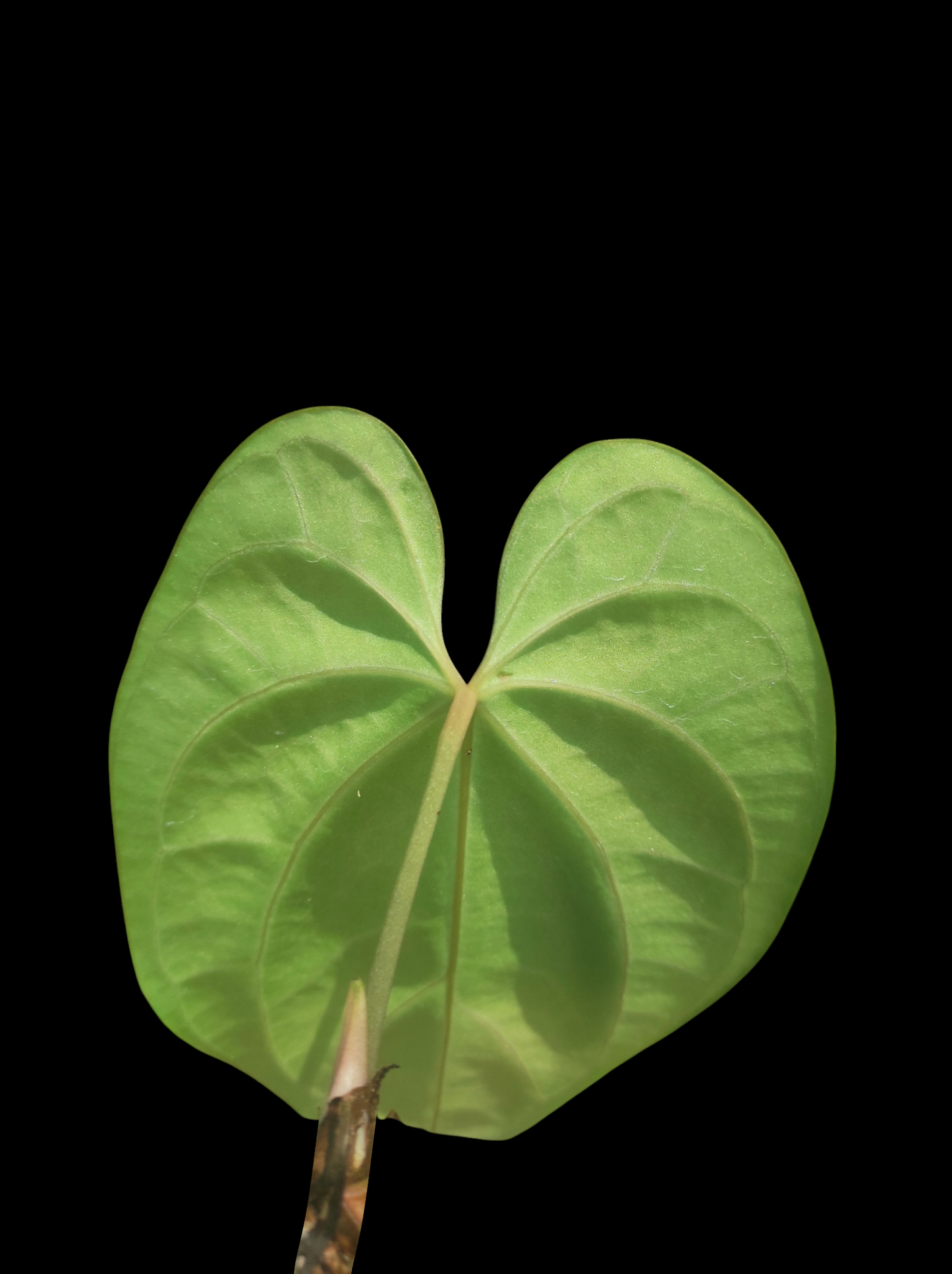 Anthurium bessere aff "Green Velvety Leaf"