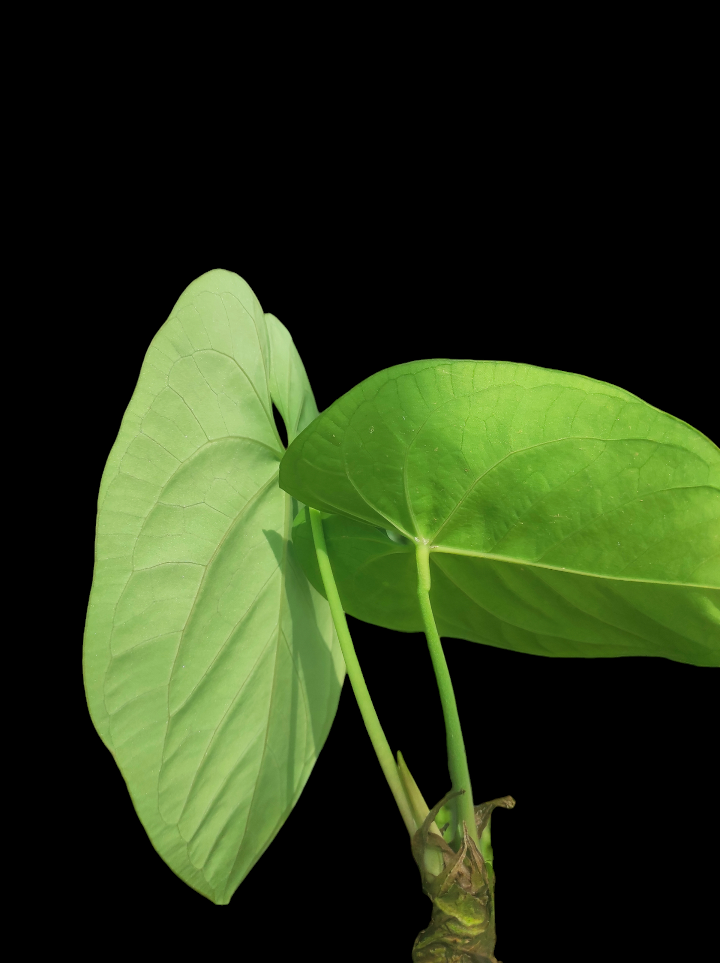 Anthurium bessere aff 2 leaves "Green Velvety - Stripes "
