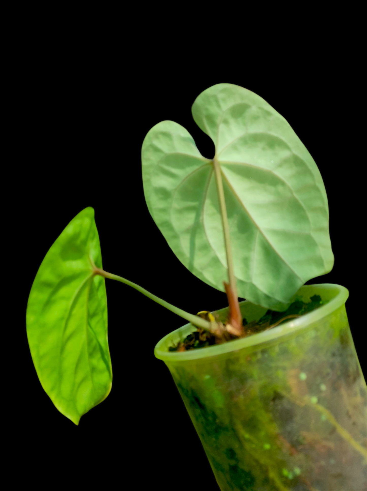 Anthurium besseae aff 2 leaves "Round form"