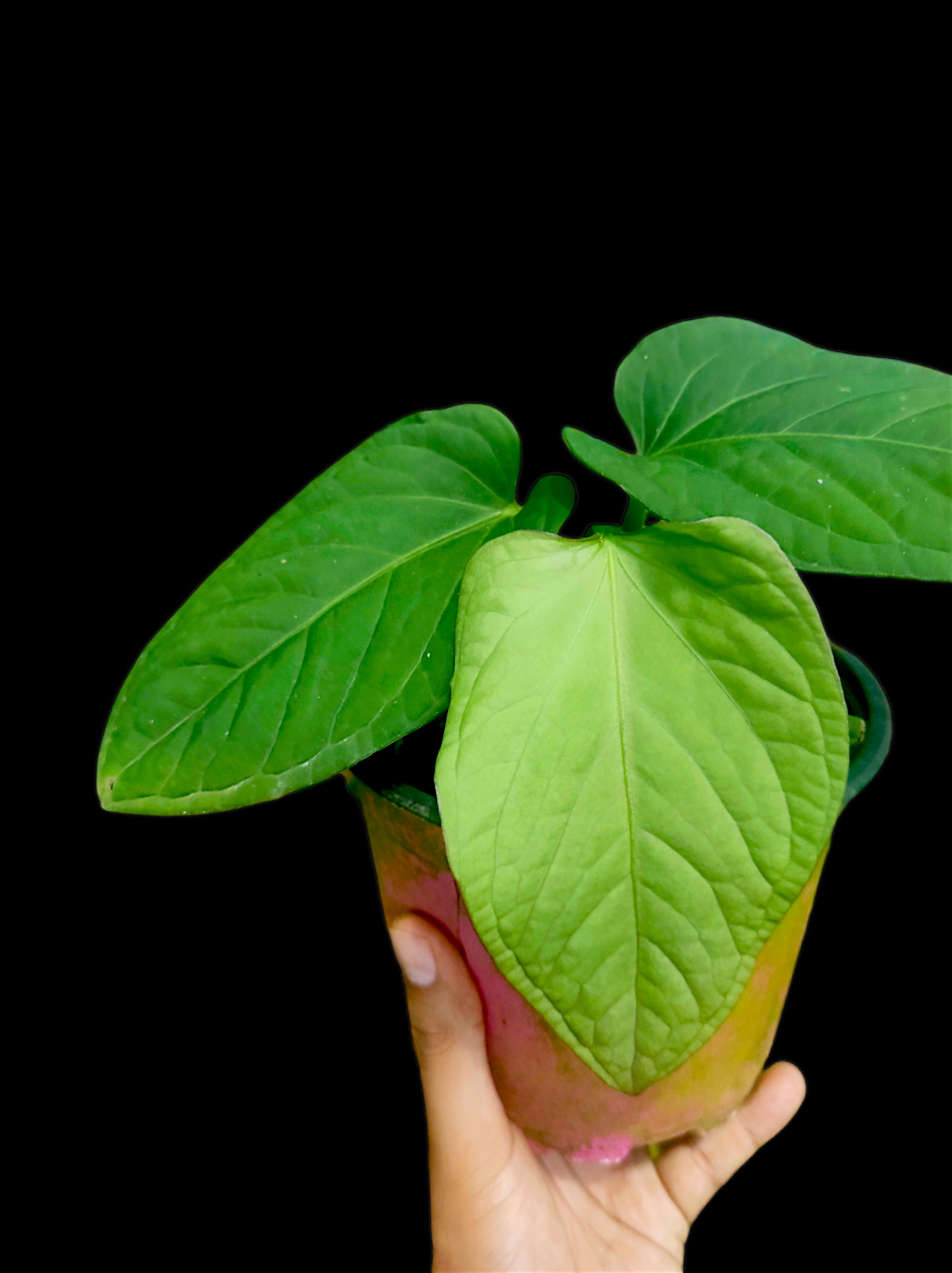 Anthurium pulcachense Croat