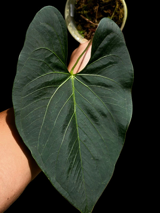 Anthurium sp. 'Darkest Peru' Wild Ecotype (EXACT PLANT)