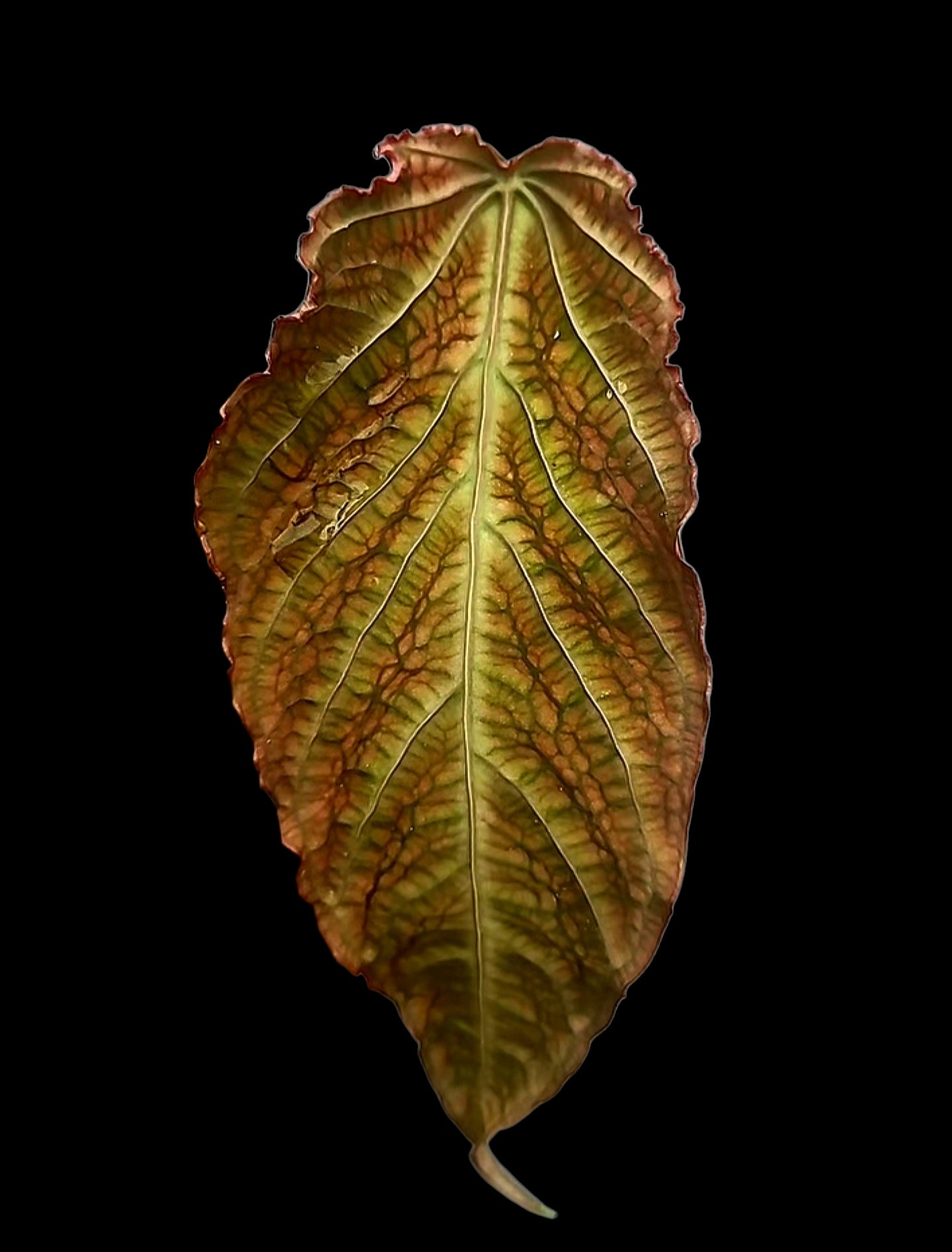 Anthurium sp. 'Andinum Lattice Crispus' Special Phenotype (EXACT PLANT)