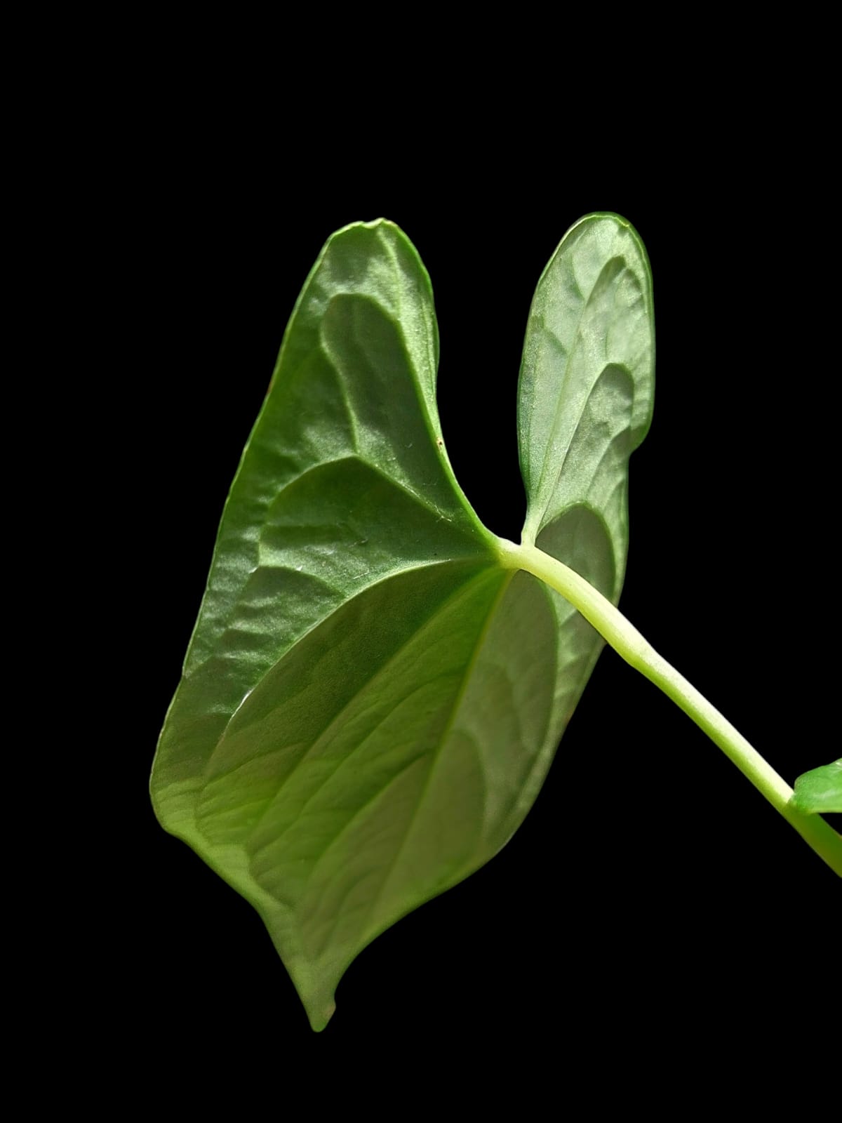 Anthurium sp. "Tarapoto Velvet" 3 Leaves Wild Ecotype (EXACT PLANT)
