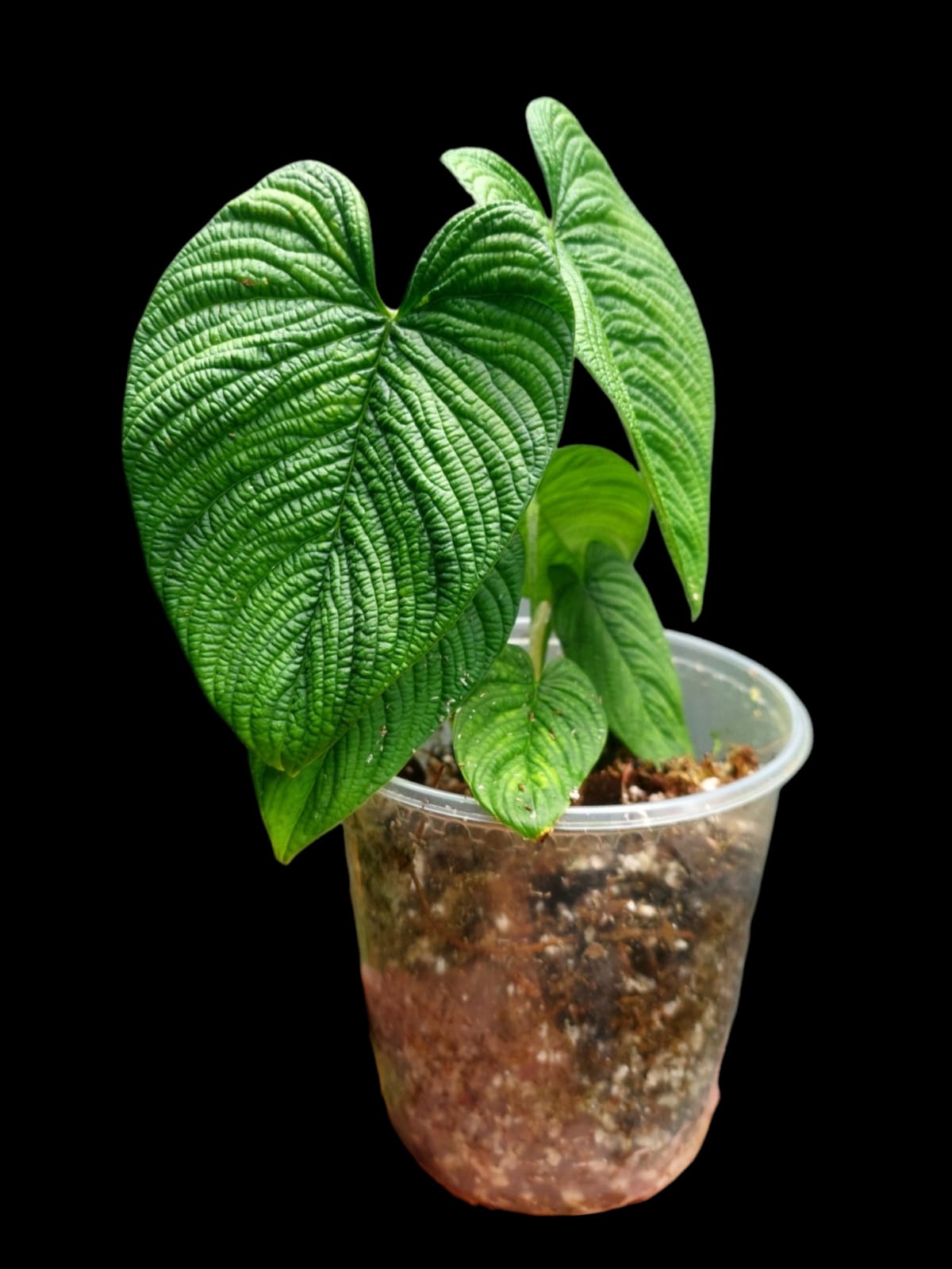 philodendron ' Philodendron Lynnhannoniae (EXACT PLANT)