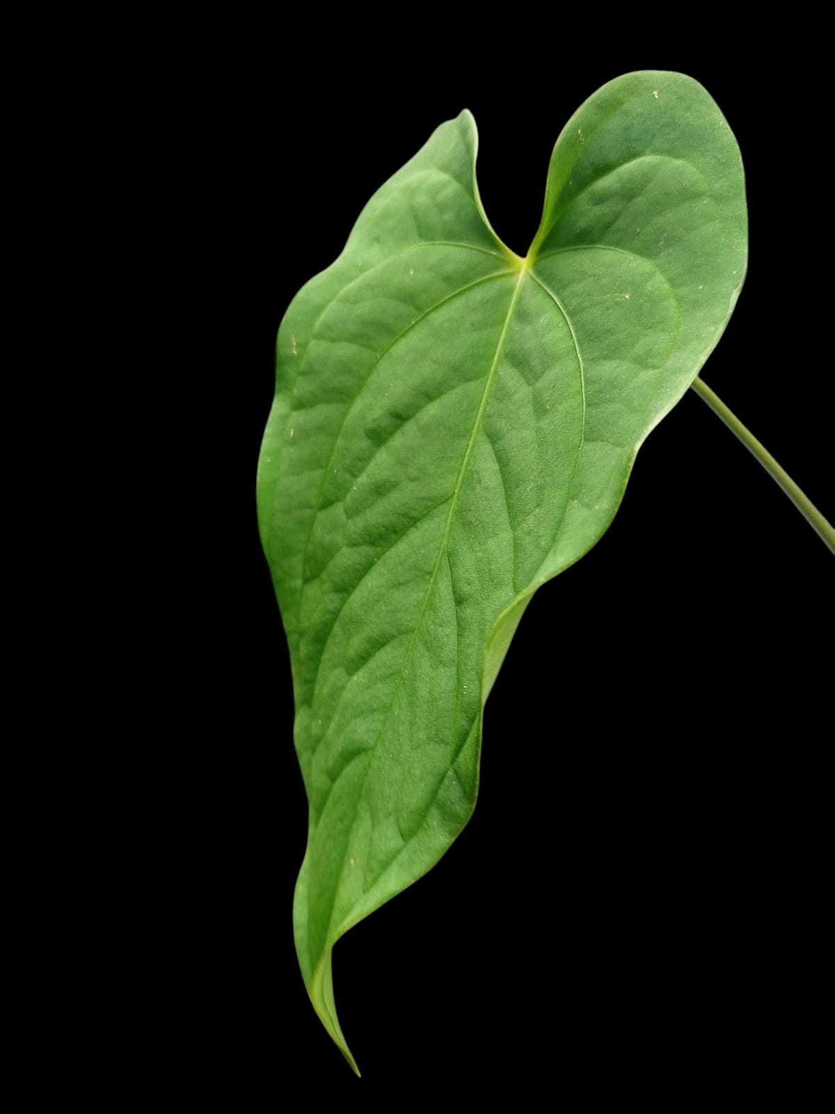 Anthurium sp. "Tarapoto Velvet" Wild Ecotype (EXACT PLANT)