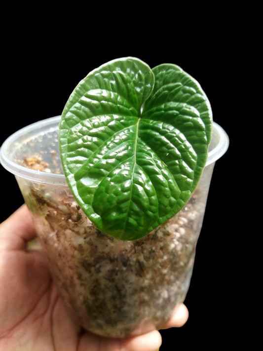 Anthurium Nutibarense Wild Ecotype (EXACT PLANT)