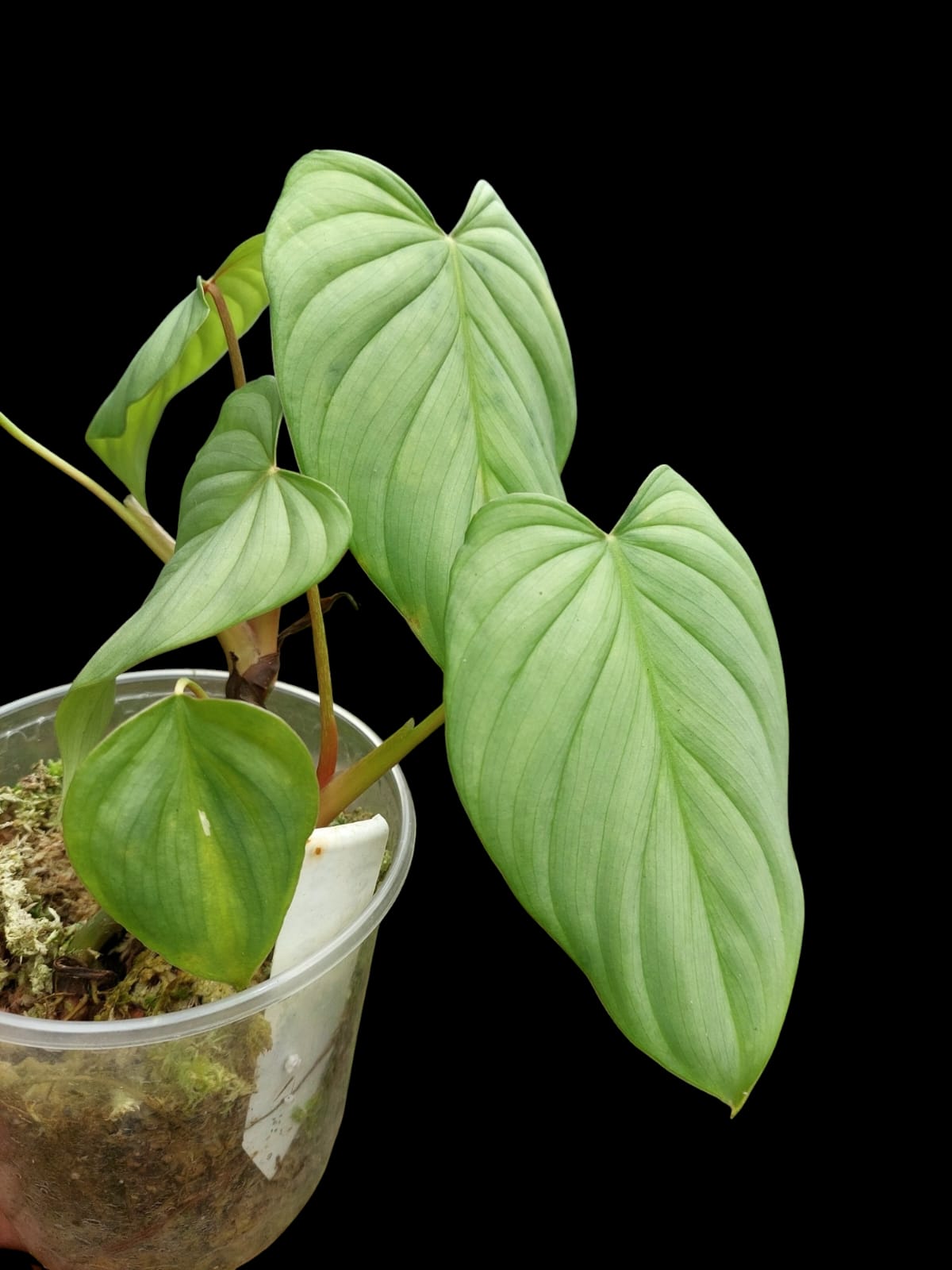 Philodendron sp. 'Silver Angel' with 6 Leaves (EXACT PLANT)