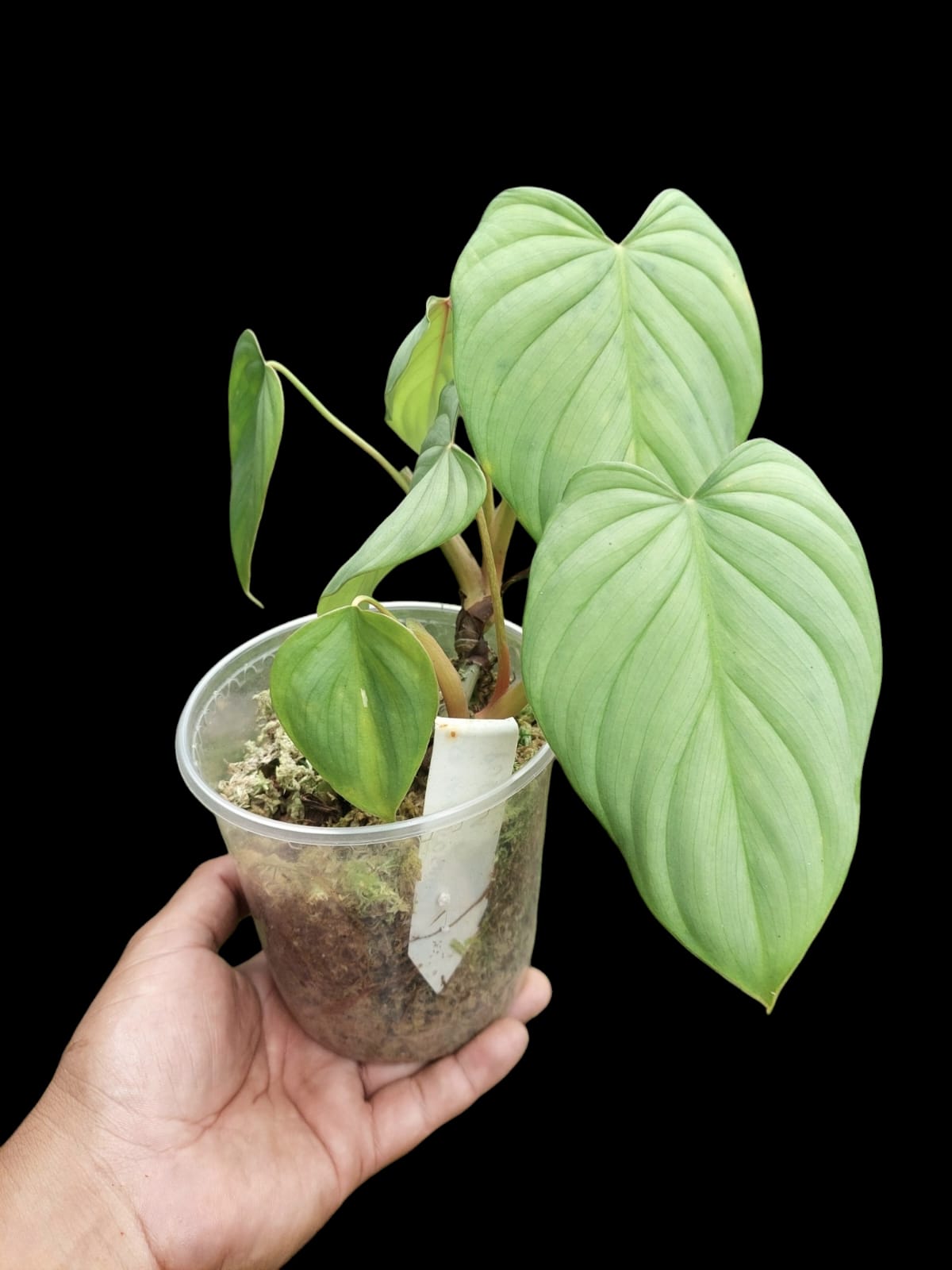 Philodendron sp. 'Silver Angel' with 6 Leaves (EXACT PLANT)