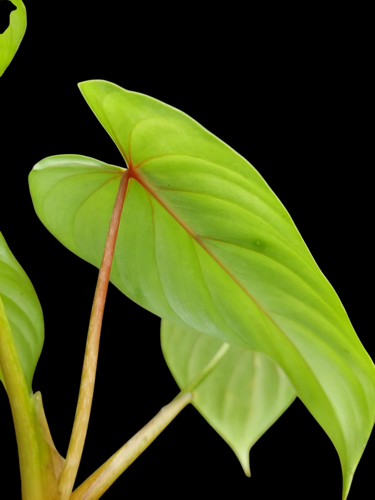 Philodendron sp. 'Silver Angel' with 6 Leaves (EXACT PLANT)