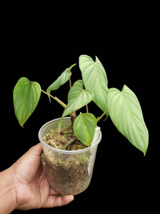 Philodendron sp. 'Silver Angel' with 6 Leaves (EXACT PLANT)