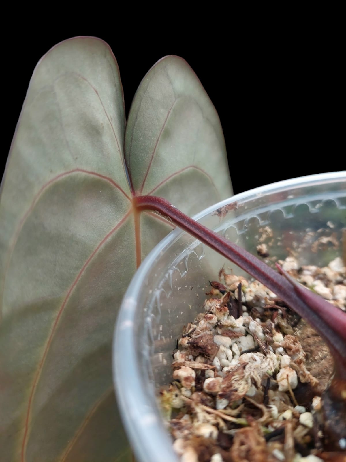 Anthurium Carlablackiae Wild Ecotype (EXACT PLANT)