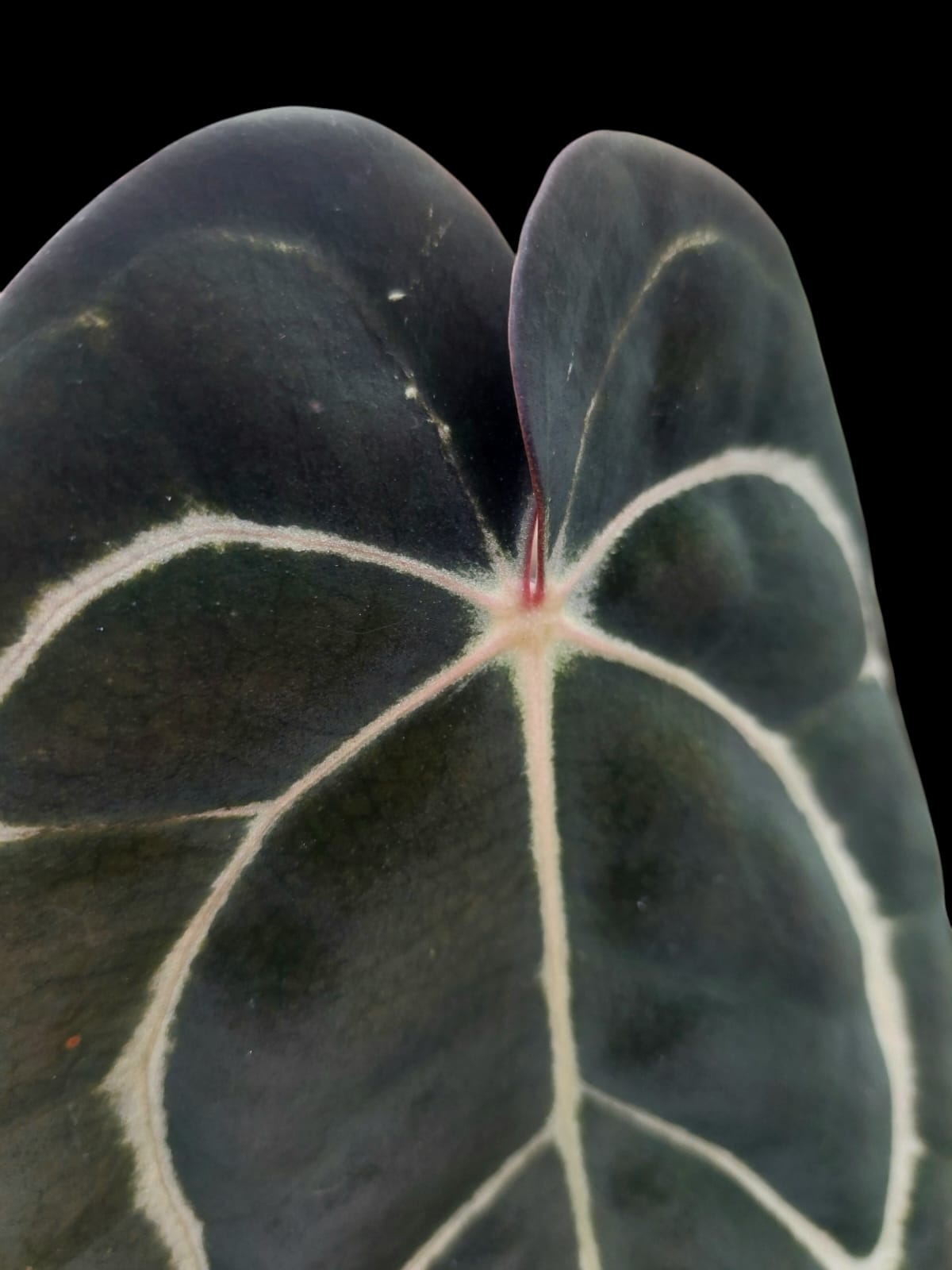 Anthurium Carlablackiae Wild Ecotype (EXACT PLANT)