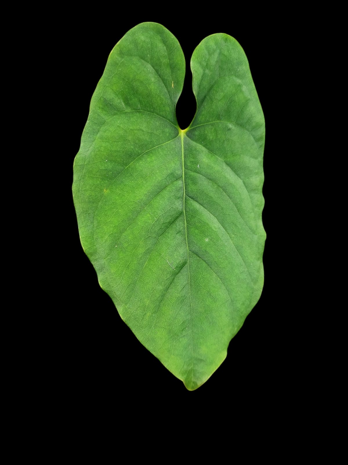 Anthurium Sp. 'Purple' (EXACT PLANT)