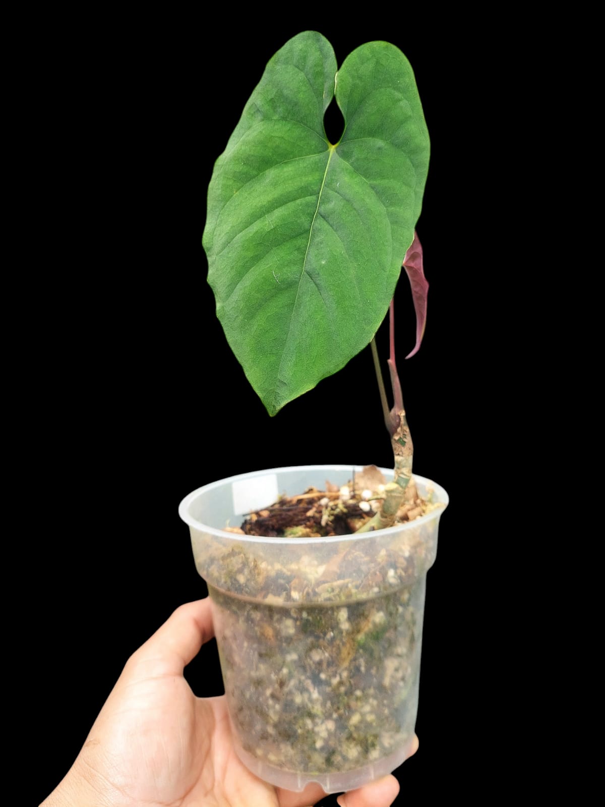 Anthurium Sp. 'Purple' (EXACT PLANT)