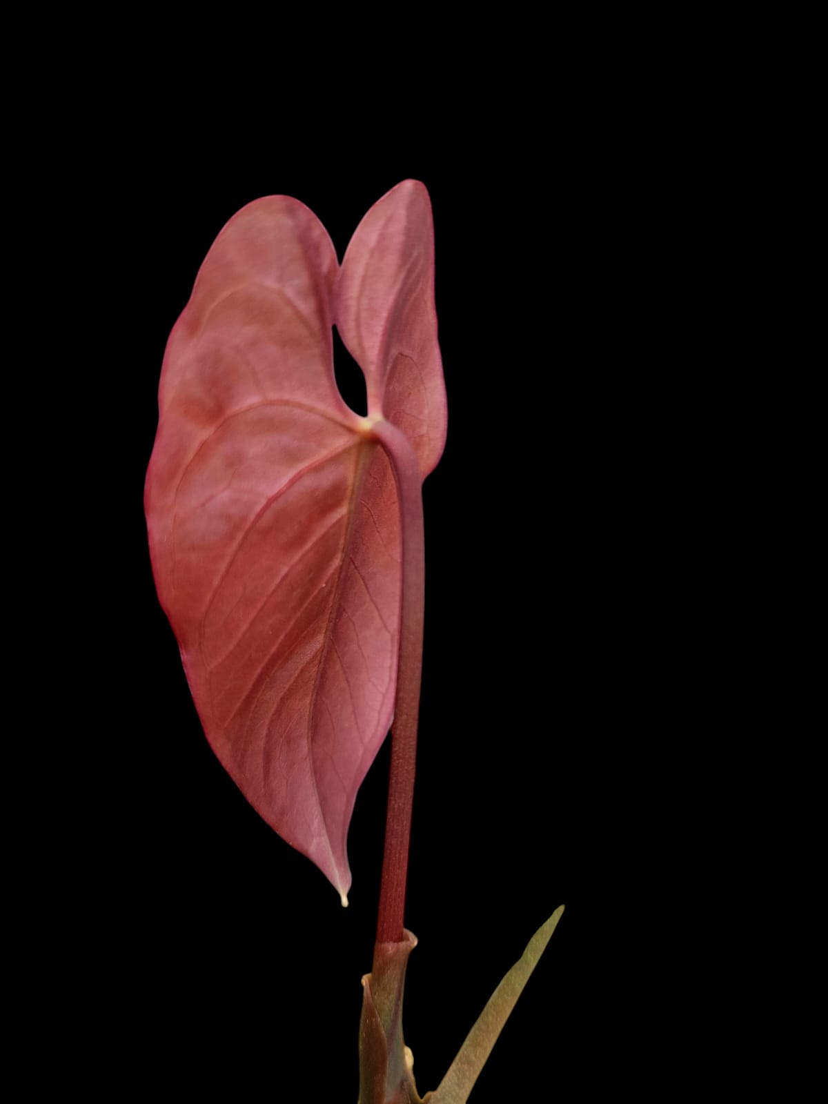 Anthurium Sp. 'Purple' (EXACT PLANT)