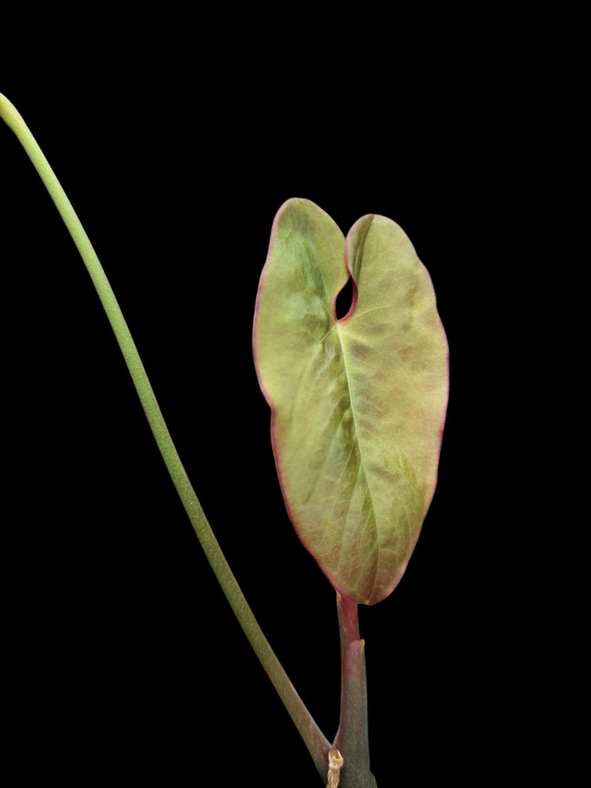 Anthurium Sp. 'Purple' (EXACT PLANT)