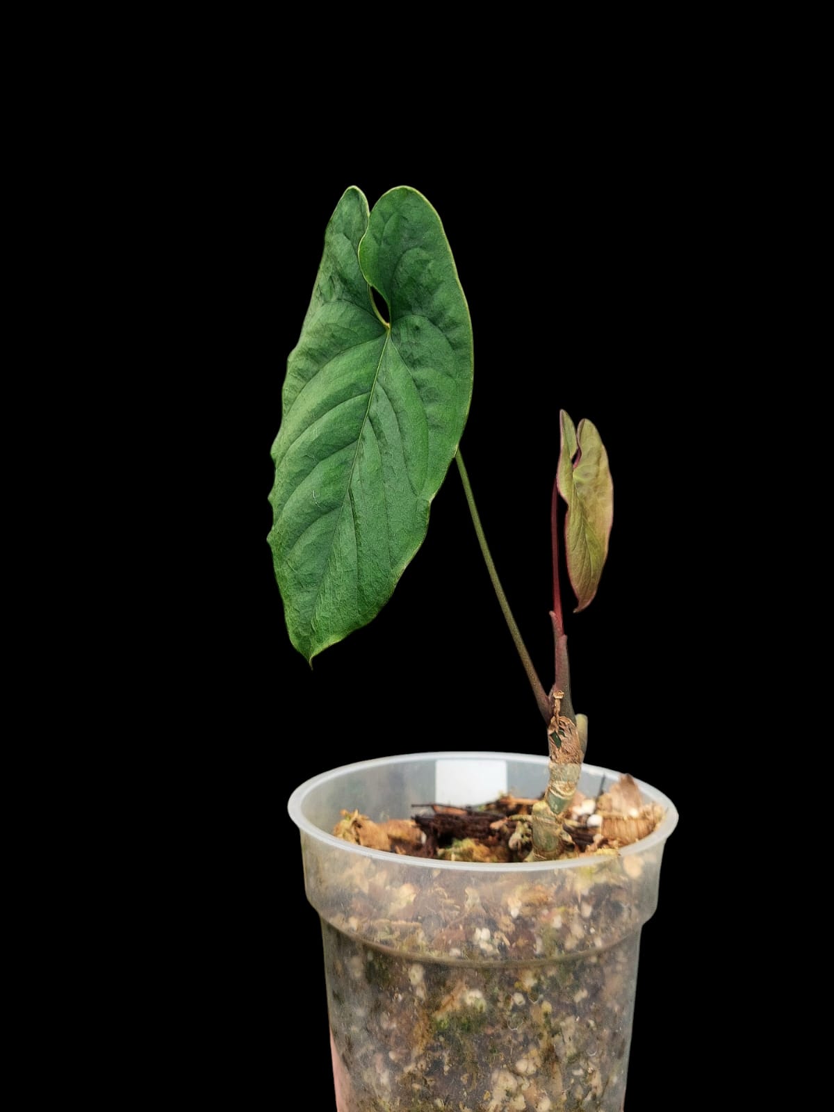 Anthurium Sp. 'Purple' (EXACT PLANT)