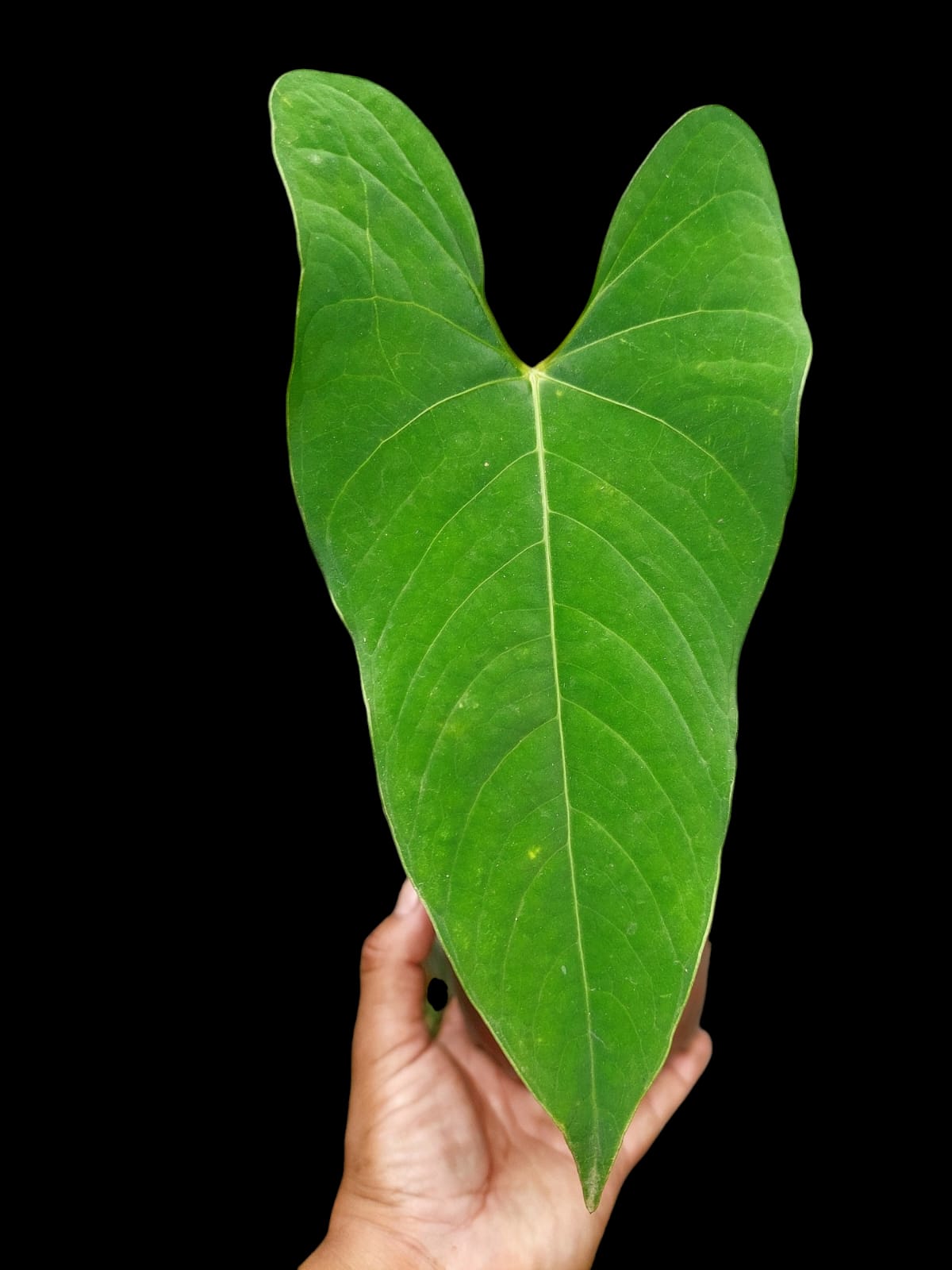 Anthurium sp. 'Huanuco Velvet' (EXACT PLANT)