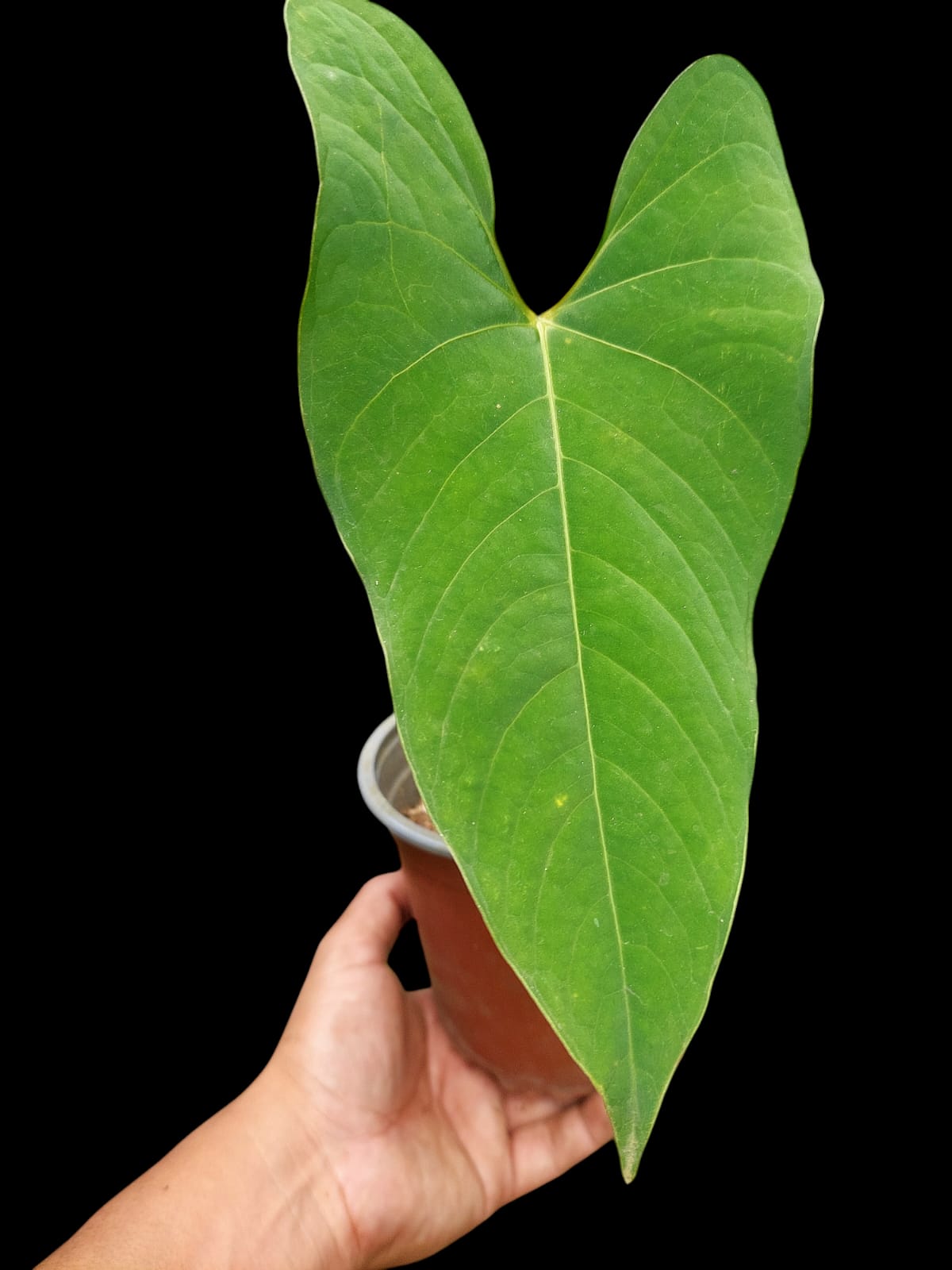 Anthurium sp. 'Huanuco Velvet' (EXACT PLANT)