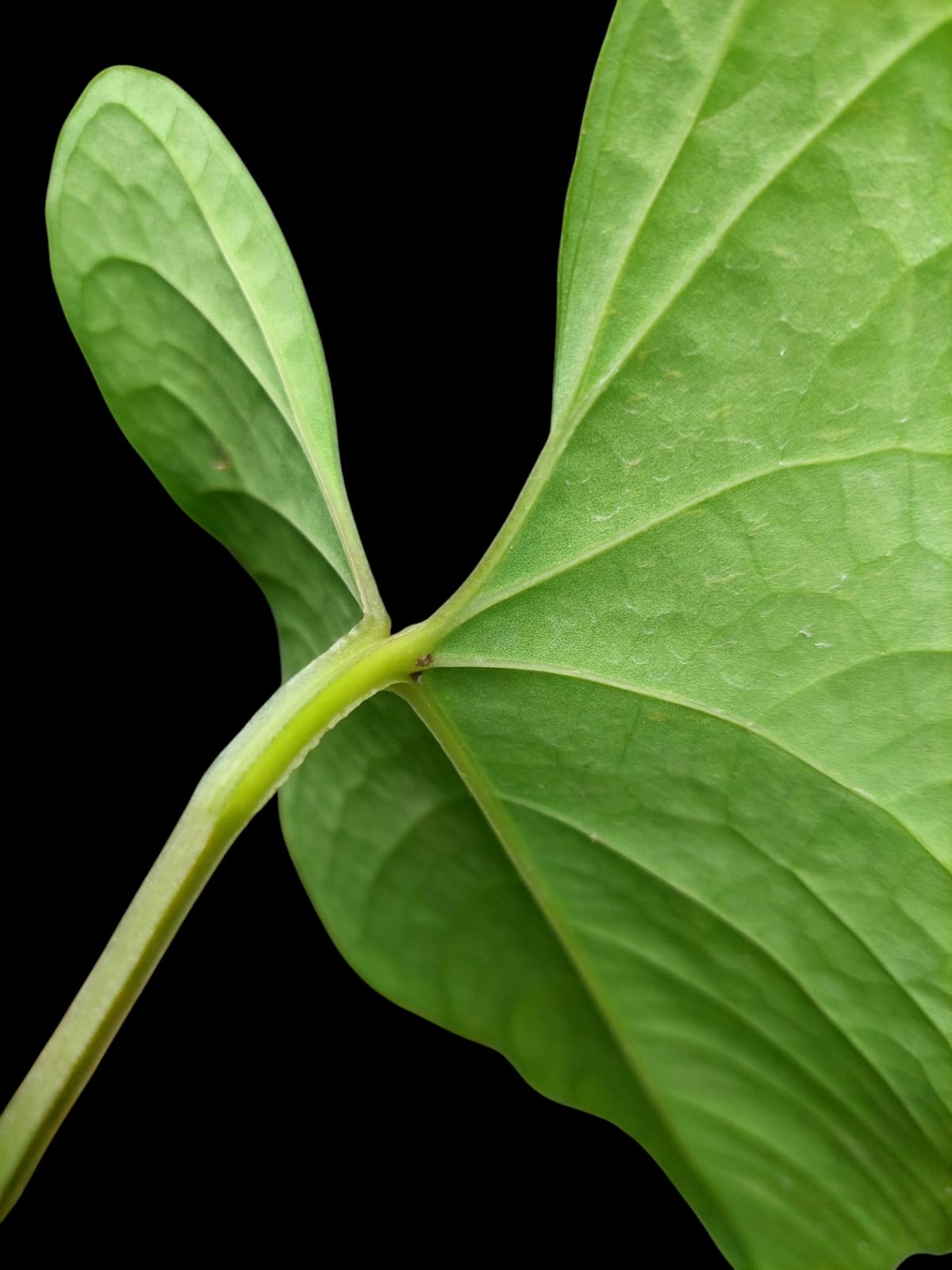 Anthurium sp. 'Huanuco Velvet' (EXACT PLANT)