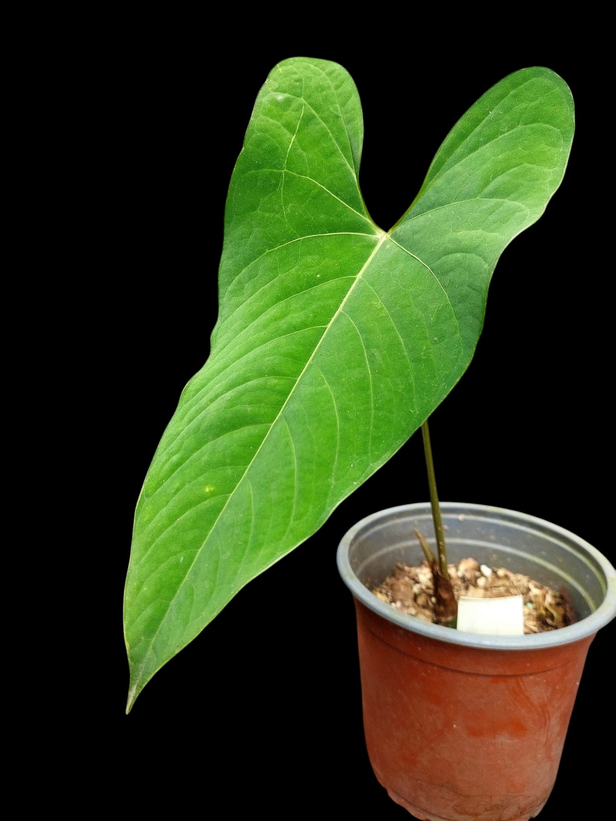 Anthurium sp. 'Huanuco Velvet' (EXACT PLANT)