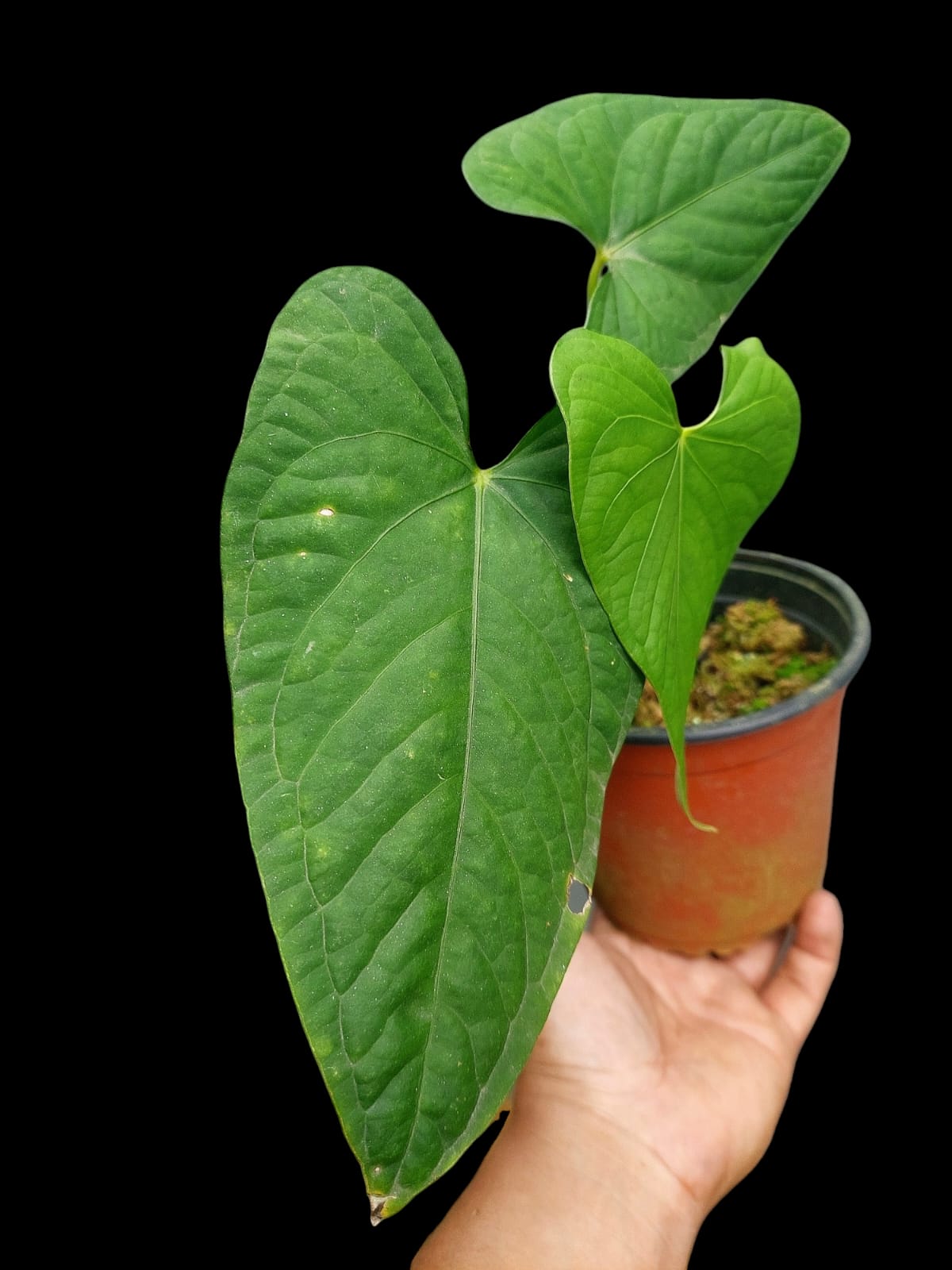 Anthurium sp. "Tarapoto Velvet" with 3 Leaves (EXACT PLANT)